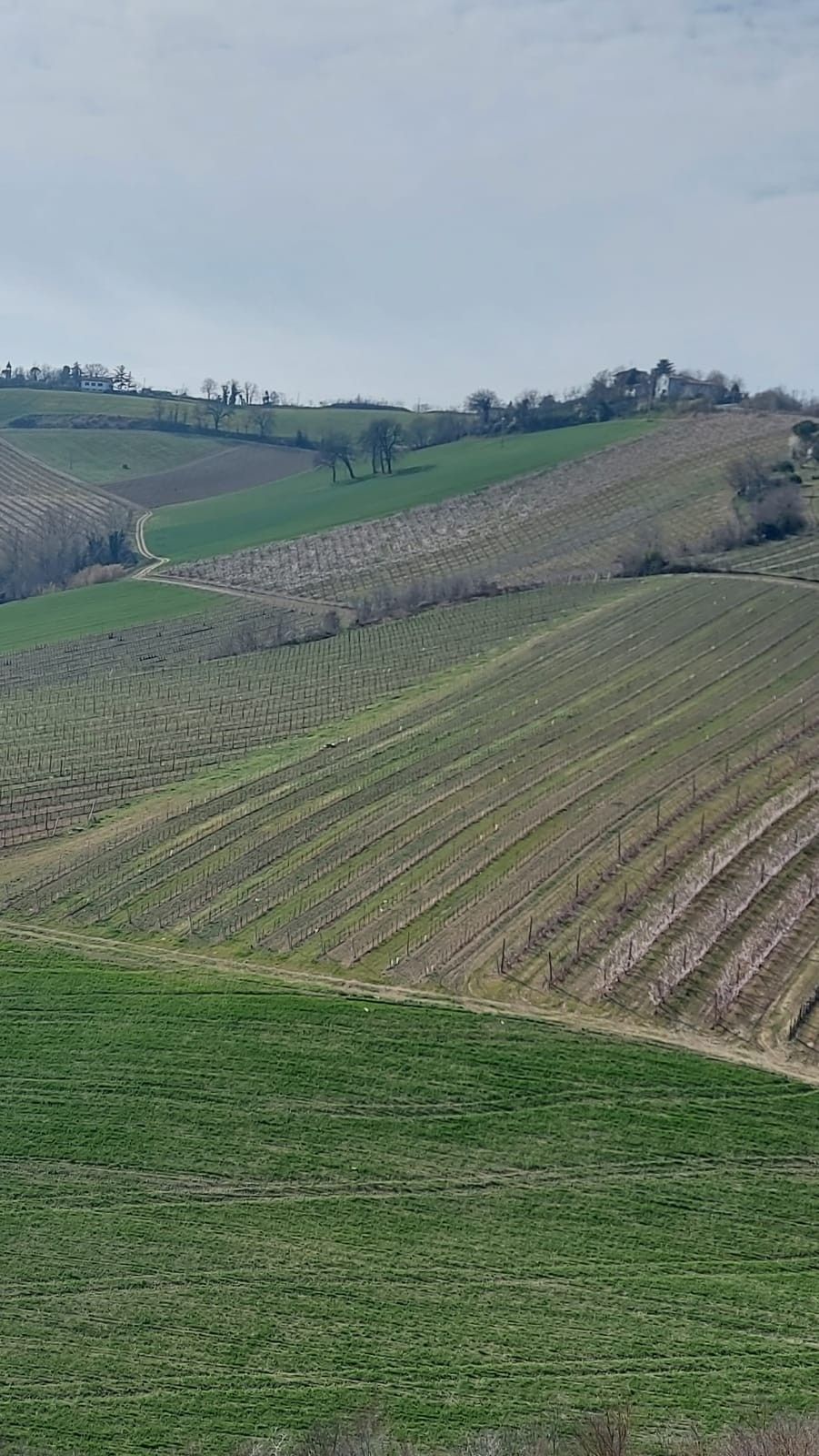 Terreno Agricolo Riolo Terme 