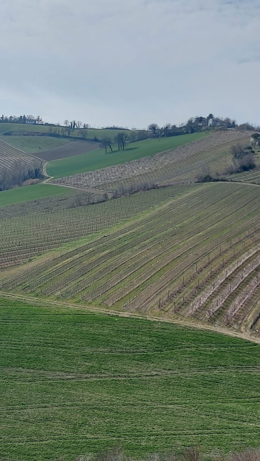 Terreno Agricolo Riolo Terme 