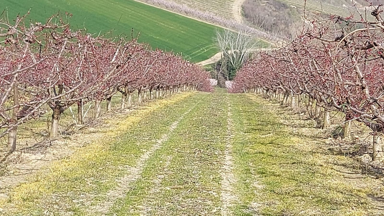 Terreno Agricolo Riolo Terme 