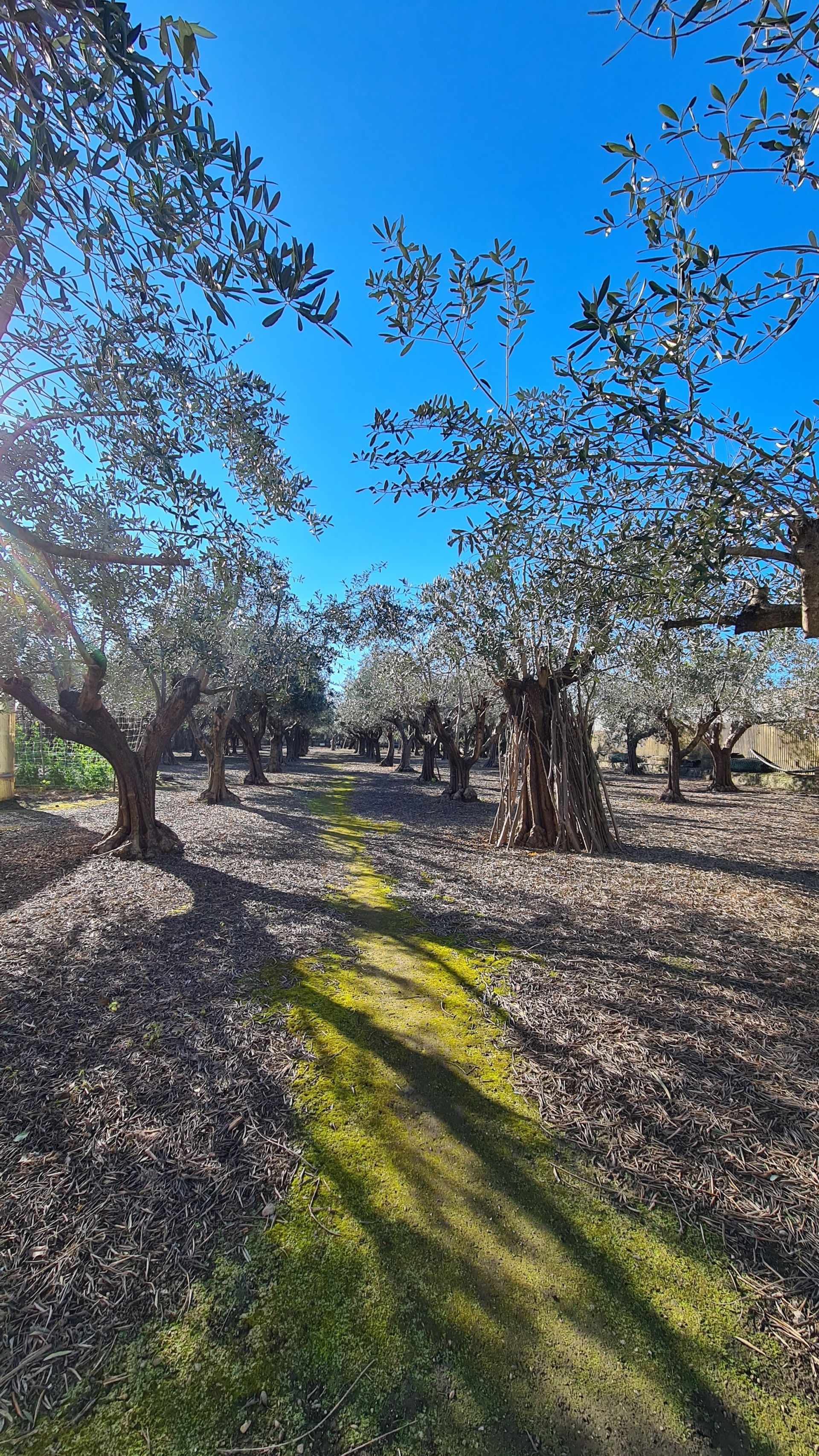 Terreno Agricolo Pompei 