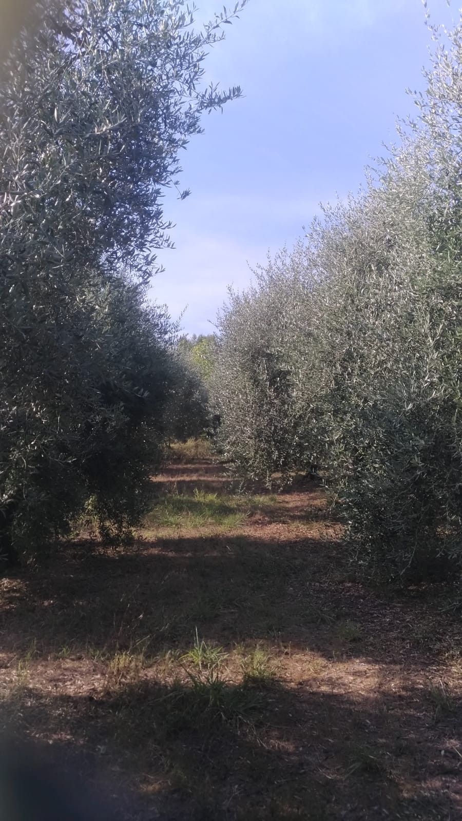 Terreno Agricolo in Vendita Casciana Terme