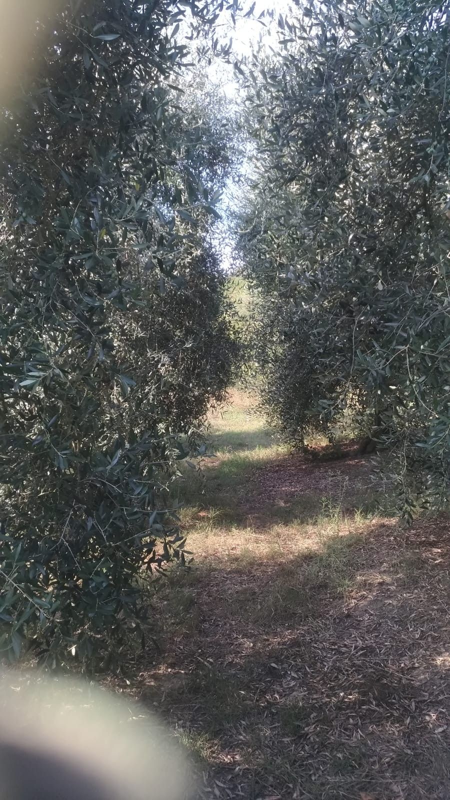 Terreno Agricolo Casciana Terme 