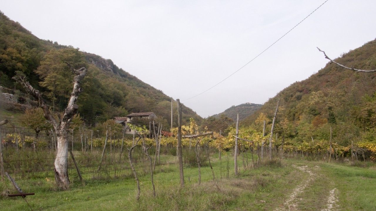 Terreno Agricolo Mezzane di Sotto 