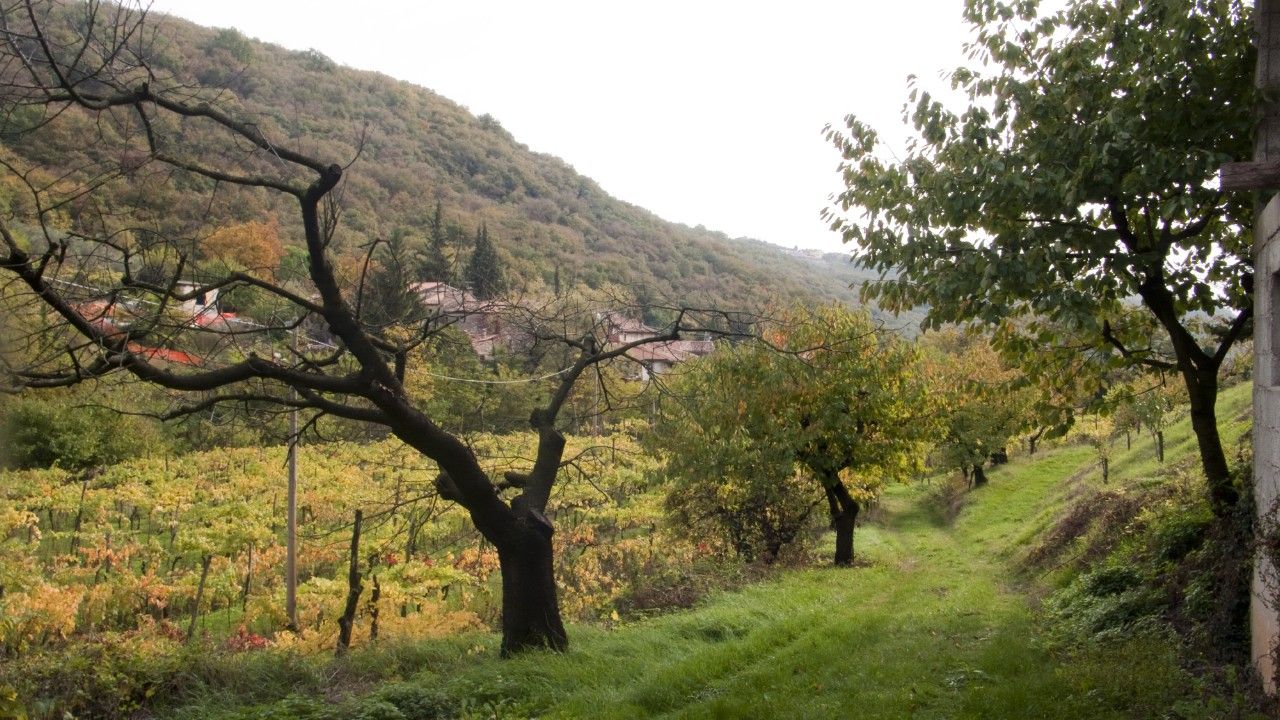 Terreno Agricolo Mezzane di Sotto 