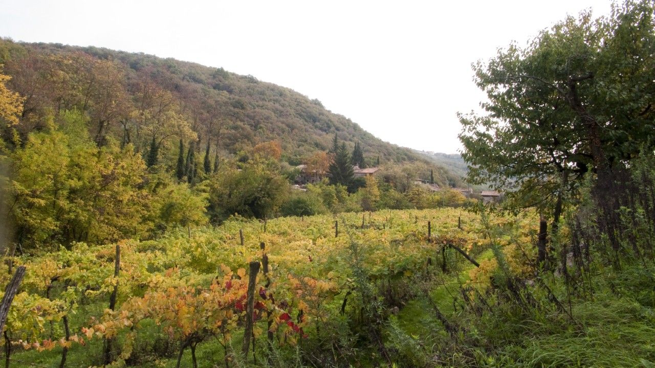 Terreno Agricolo Mezzane di Sotto 