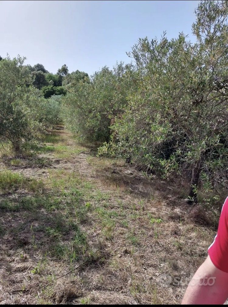 Terreno Agricolo San Teodoro 