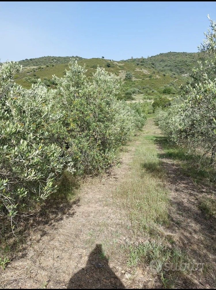 Terreno Agricolo San Teodoro 