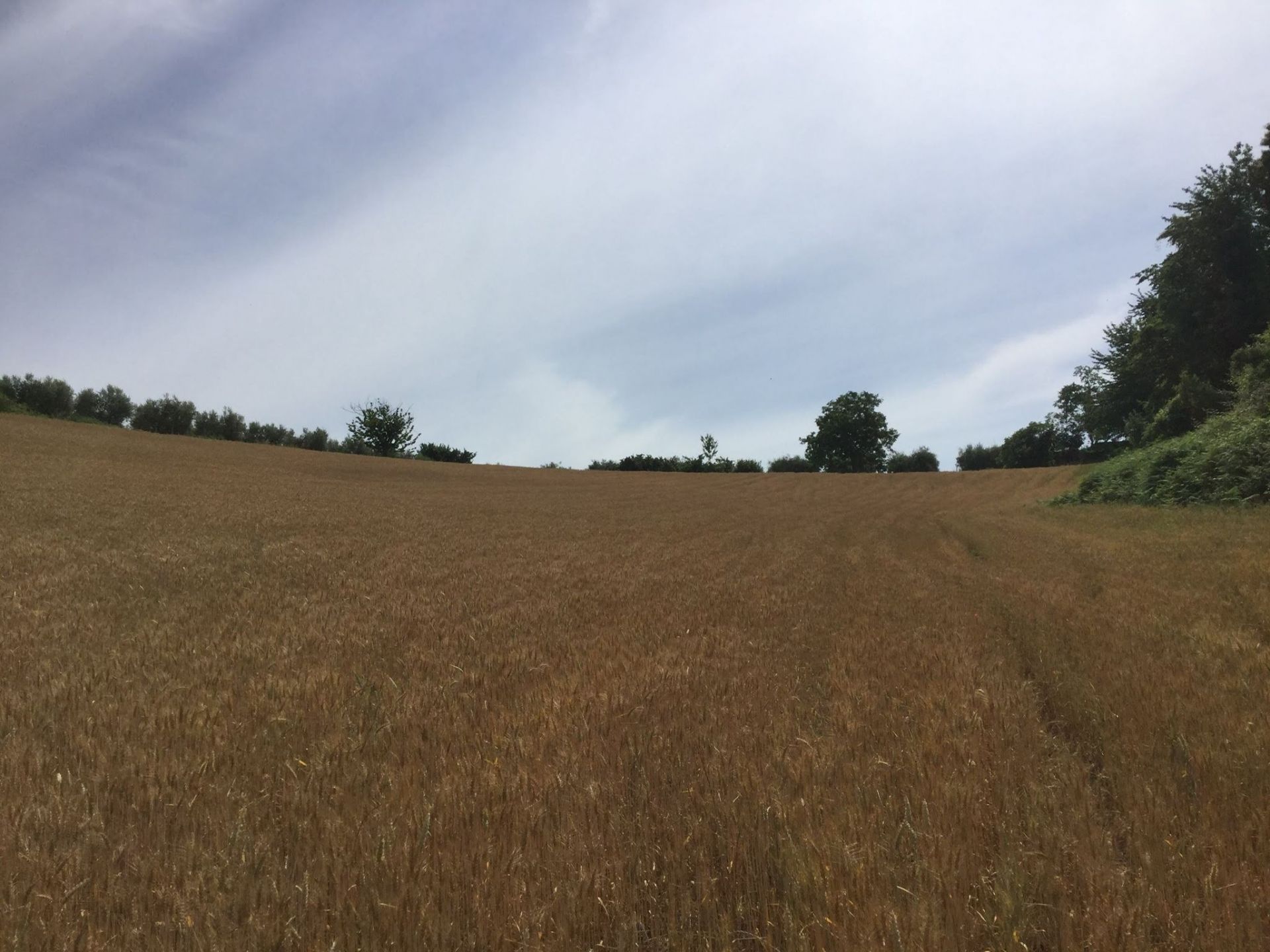 Terreno Agricolo Artena 