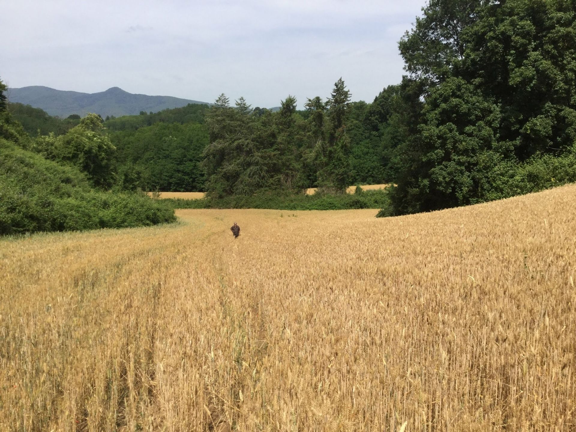 Terreno Agricolo Artena 