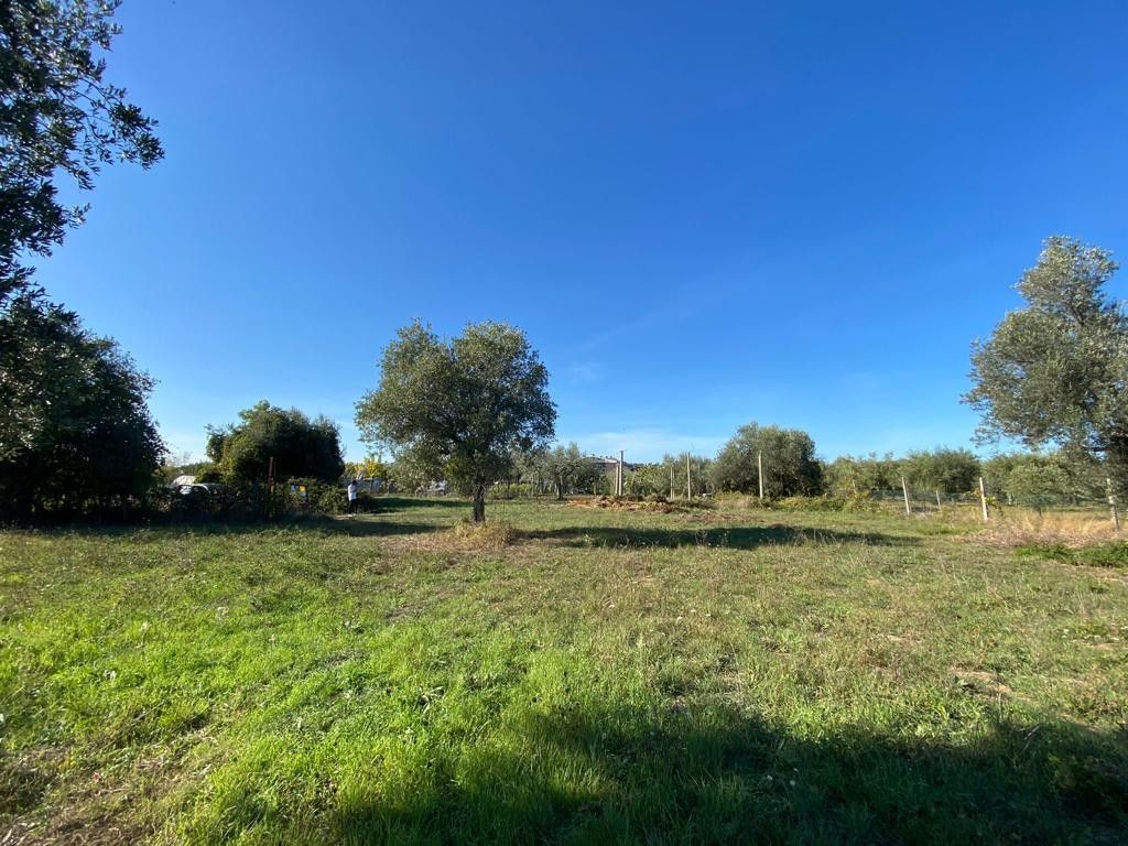 Affitto Terreno Agricolo 