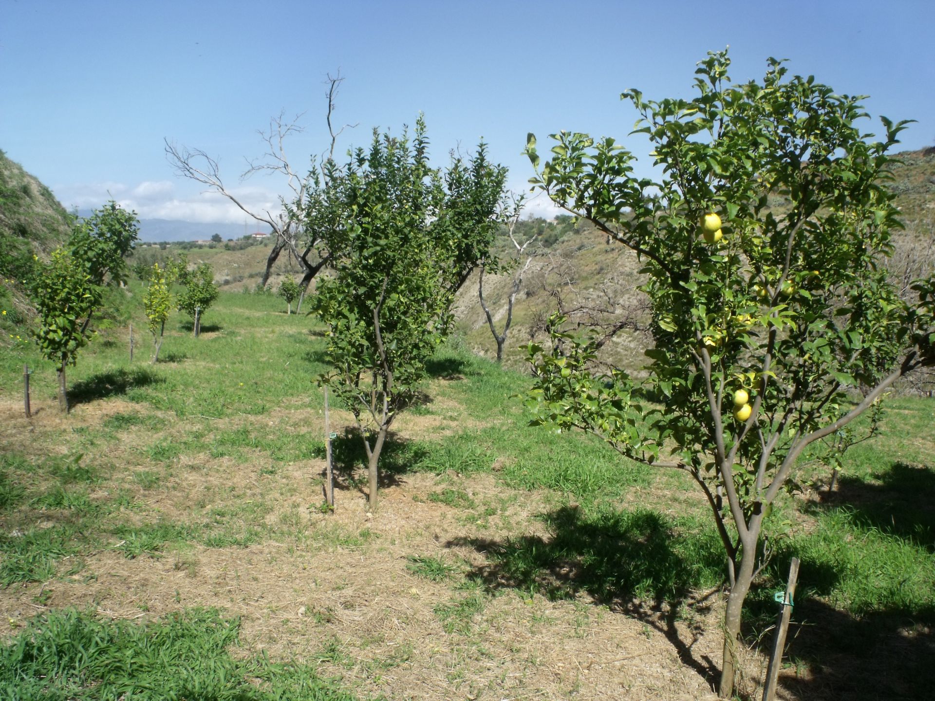 Terreno Agricolo Reggio Calabria 