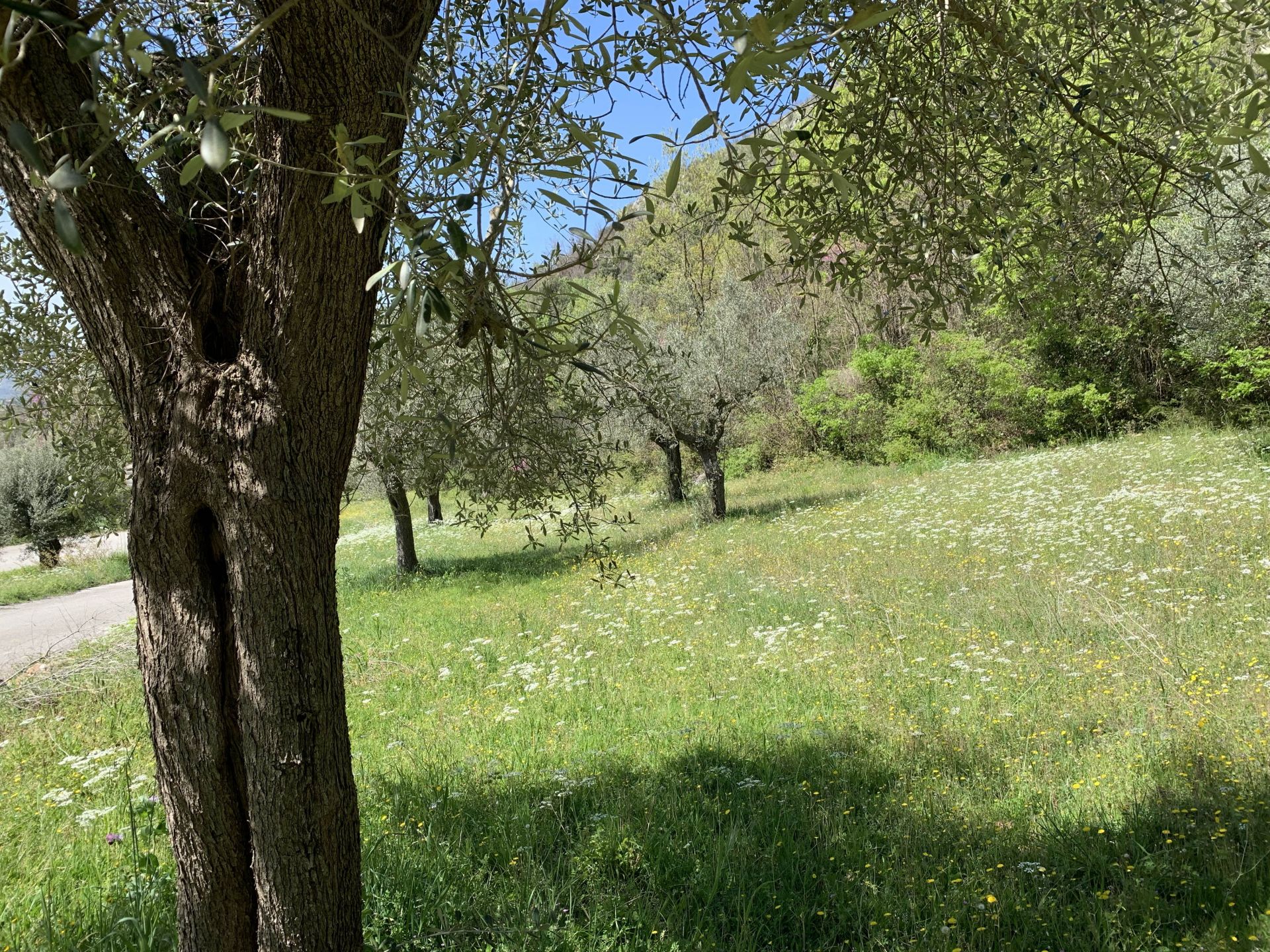 Terreno Agricolo in Vendita 