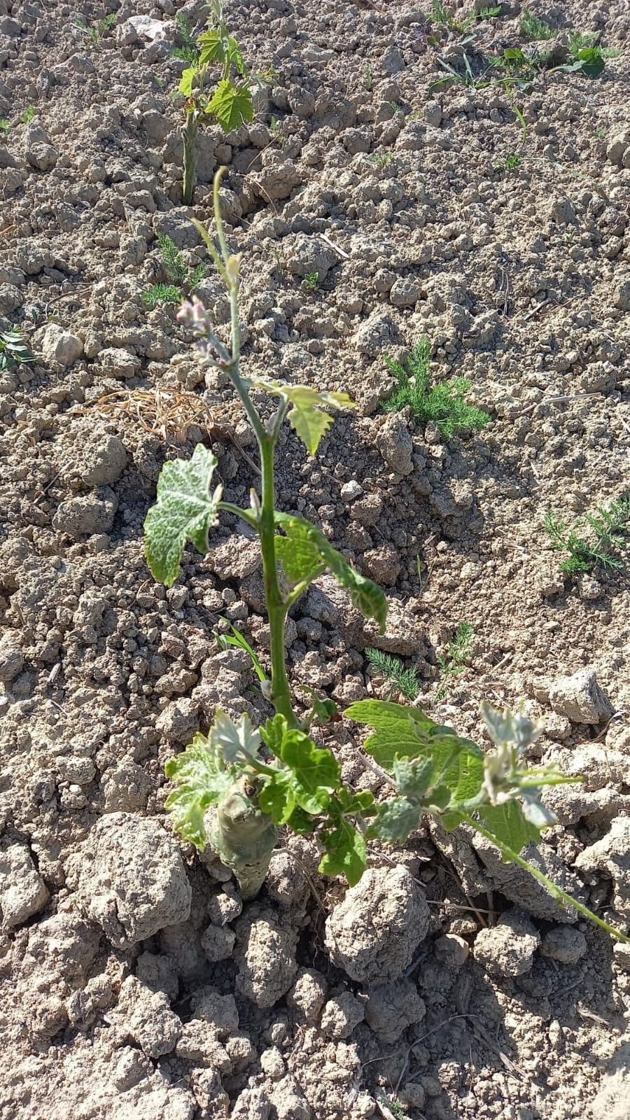 Vendita Terreno Agricolo Sorso