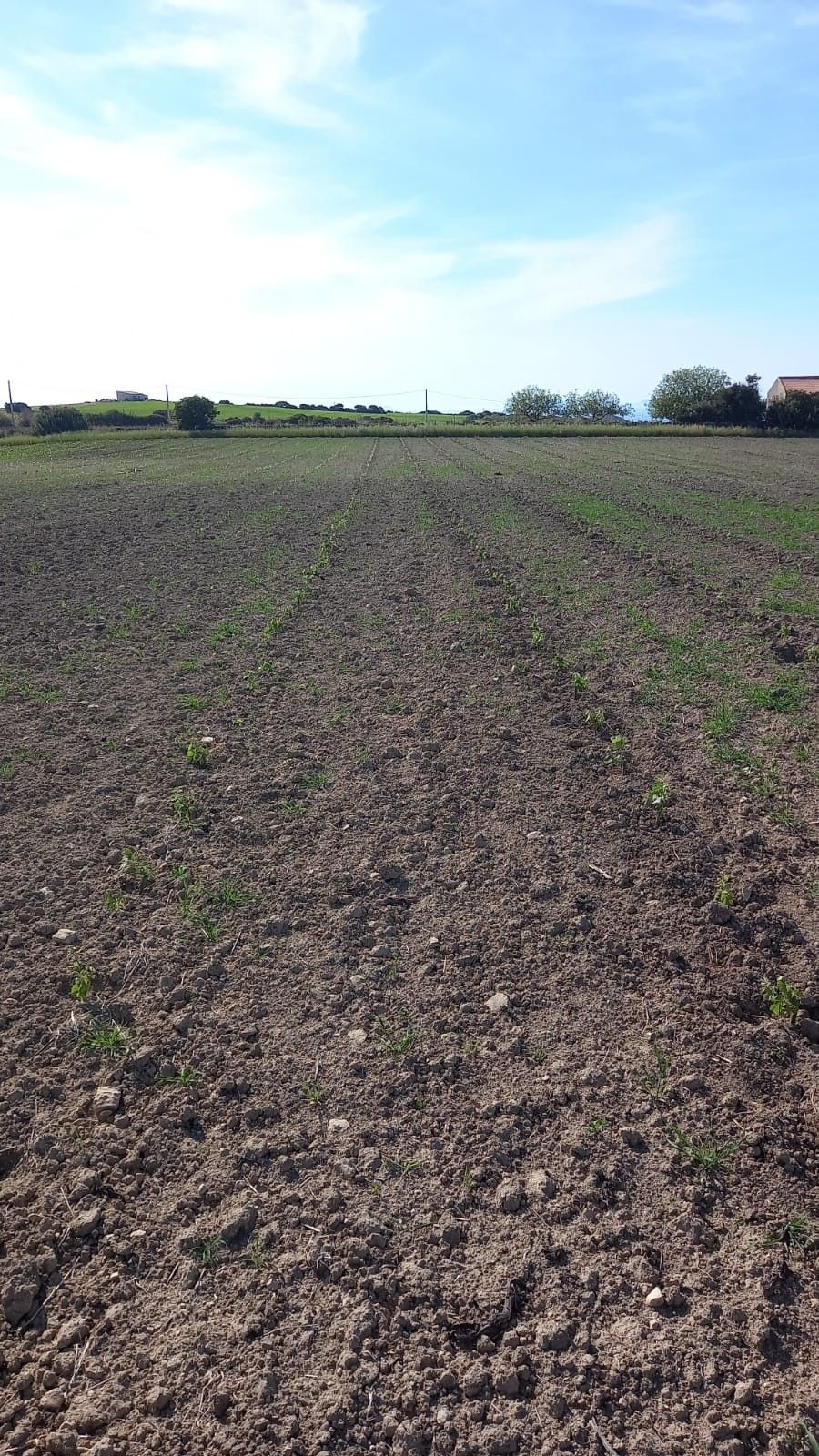 Vendita Terreno Agricolo Sorso