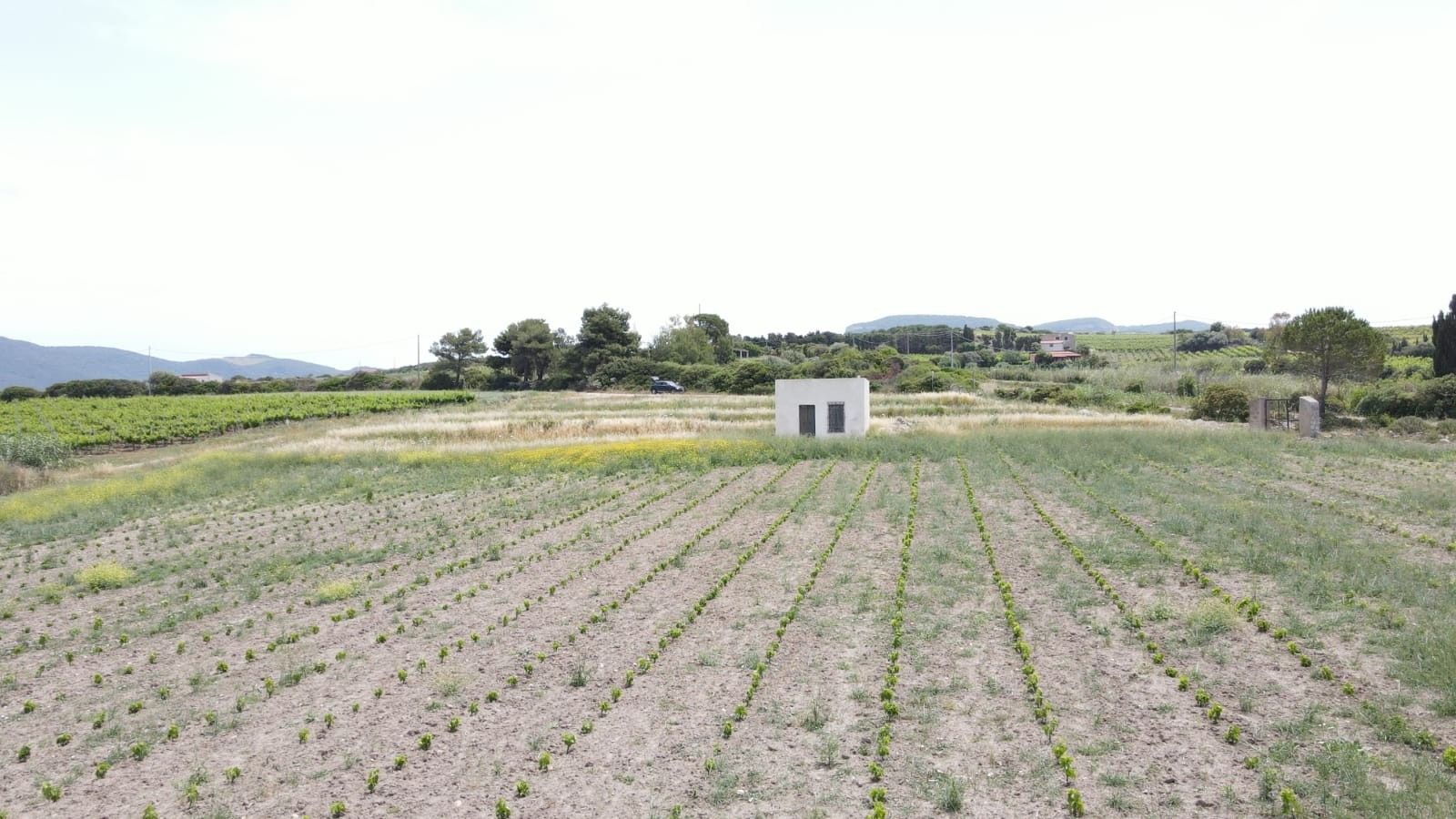 Vendita Terreno Agricolo Sorso