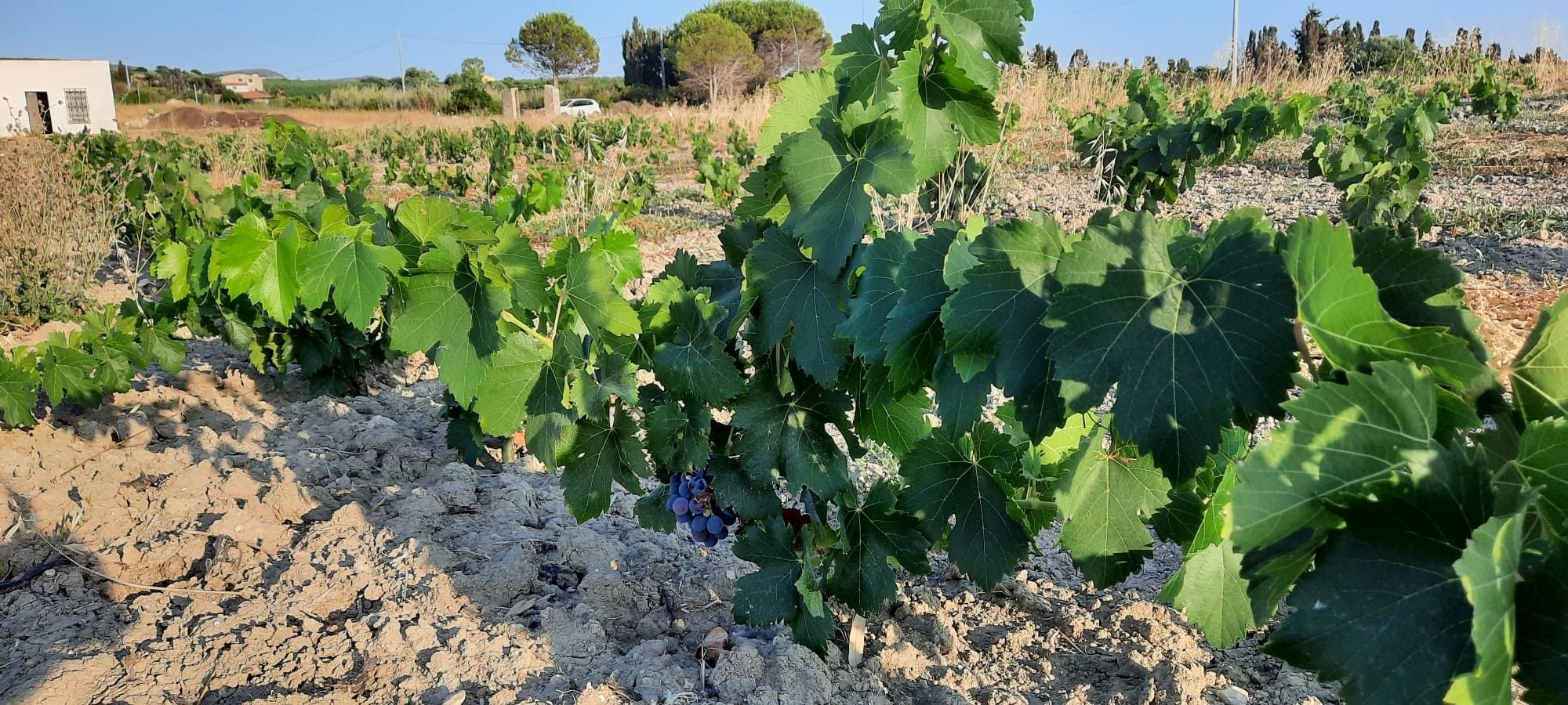 Vendita Terreno Agricolo Sorso