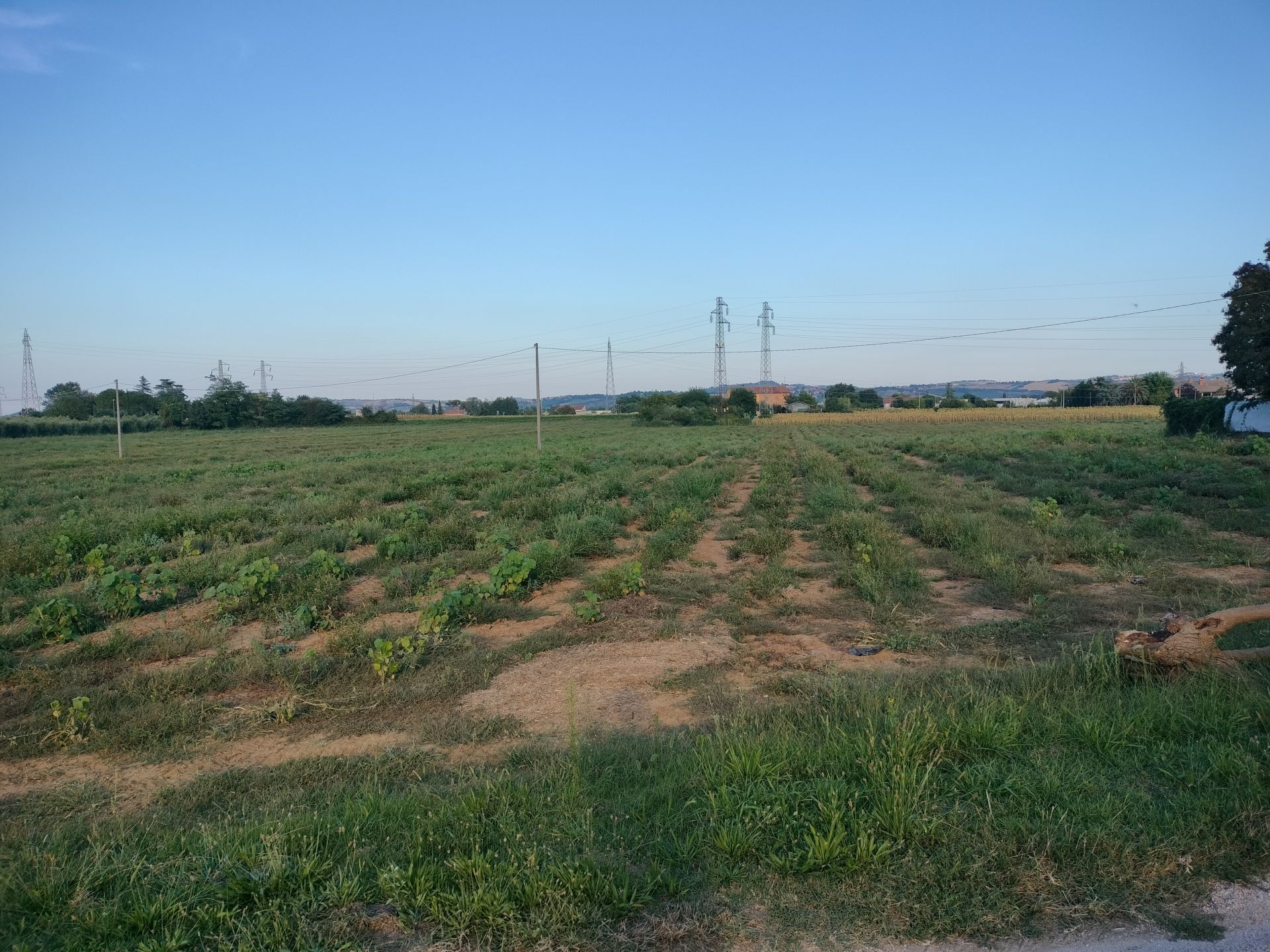 Terreno Agricolo Monte San Vito 