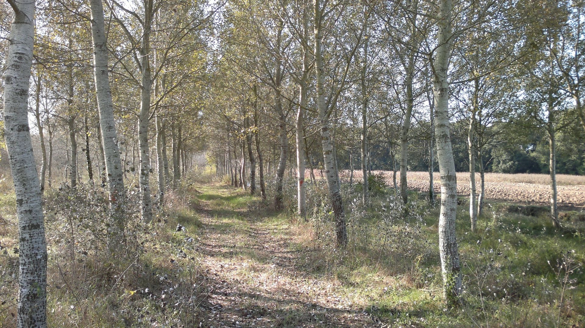 Terreno Agricolo Vecchiano 