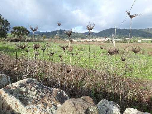 Vendita Terreno Agricolo Tula