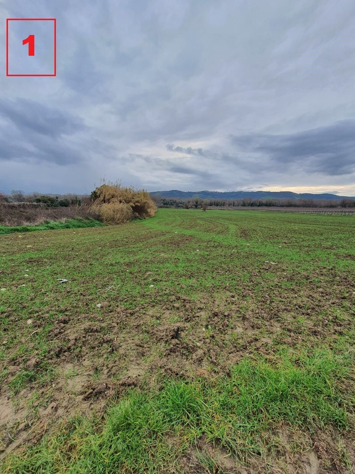 Terreno Agricolo Mozzagrogna 