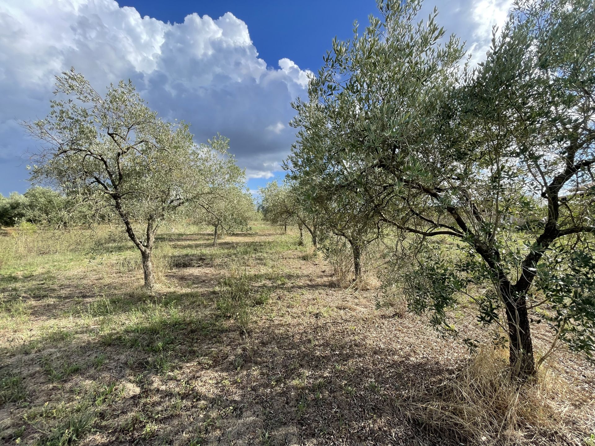 Terreno Agricolo in Vendita Fabrica di Roma