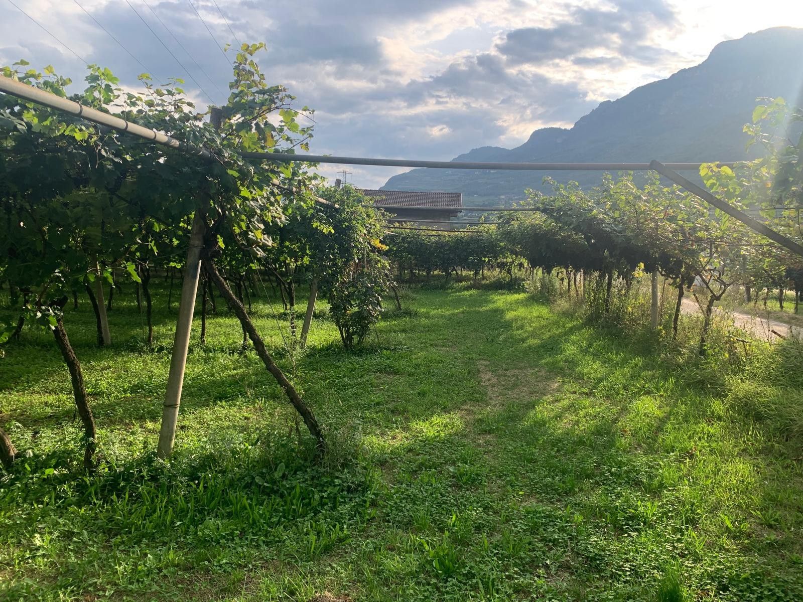 Terreno Agricolo Nogaredo 