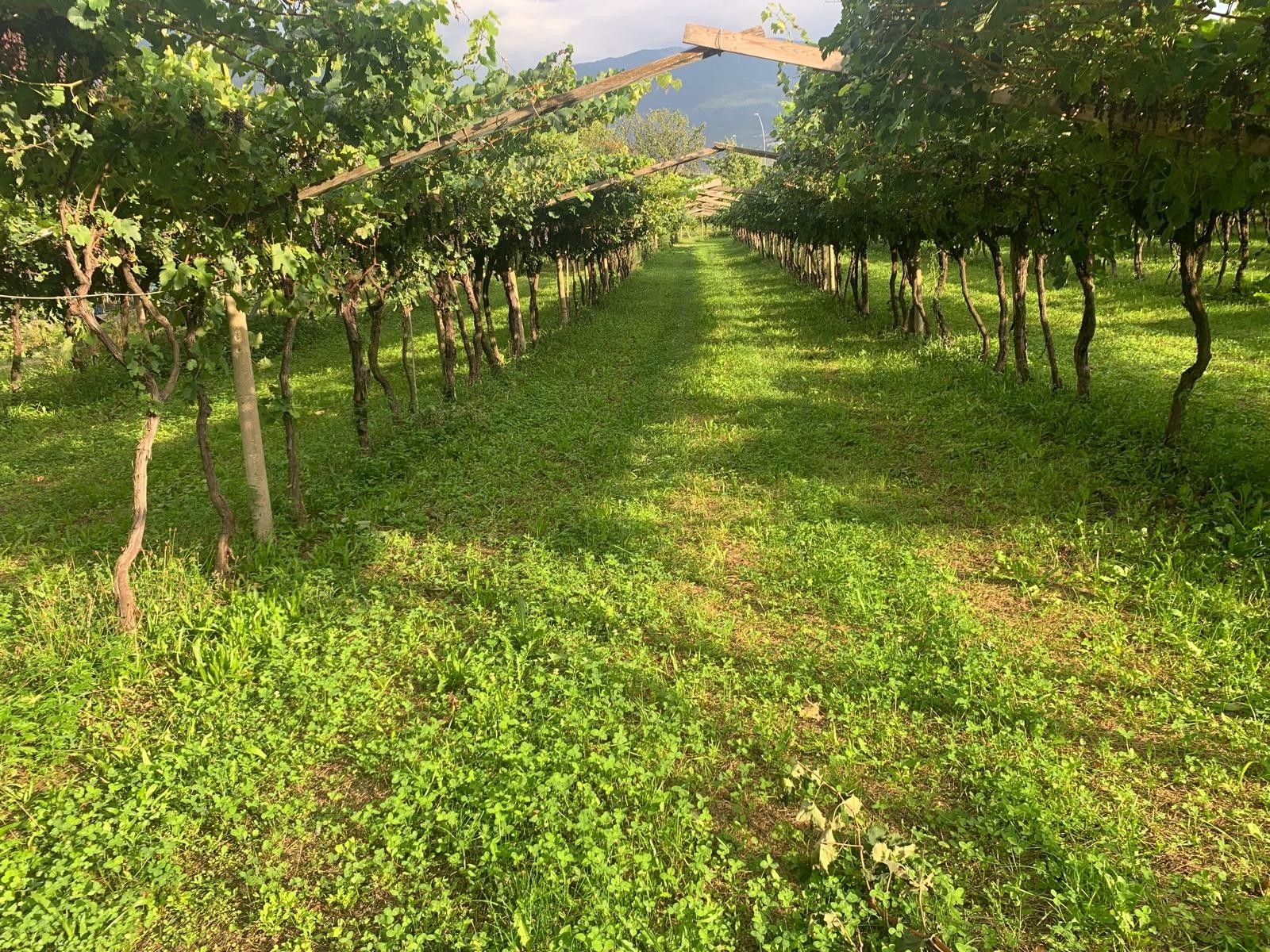 Terreno Agricolo Nogaredo 
