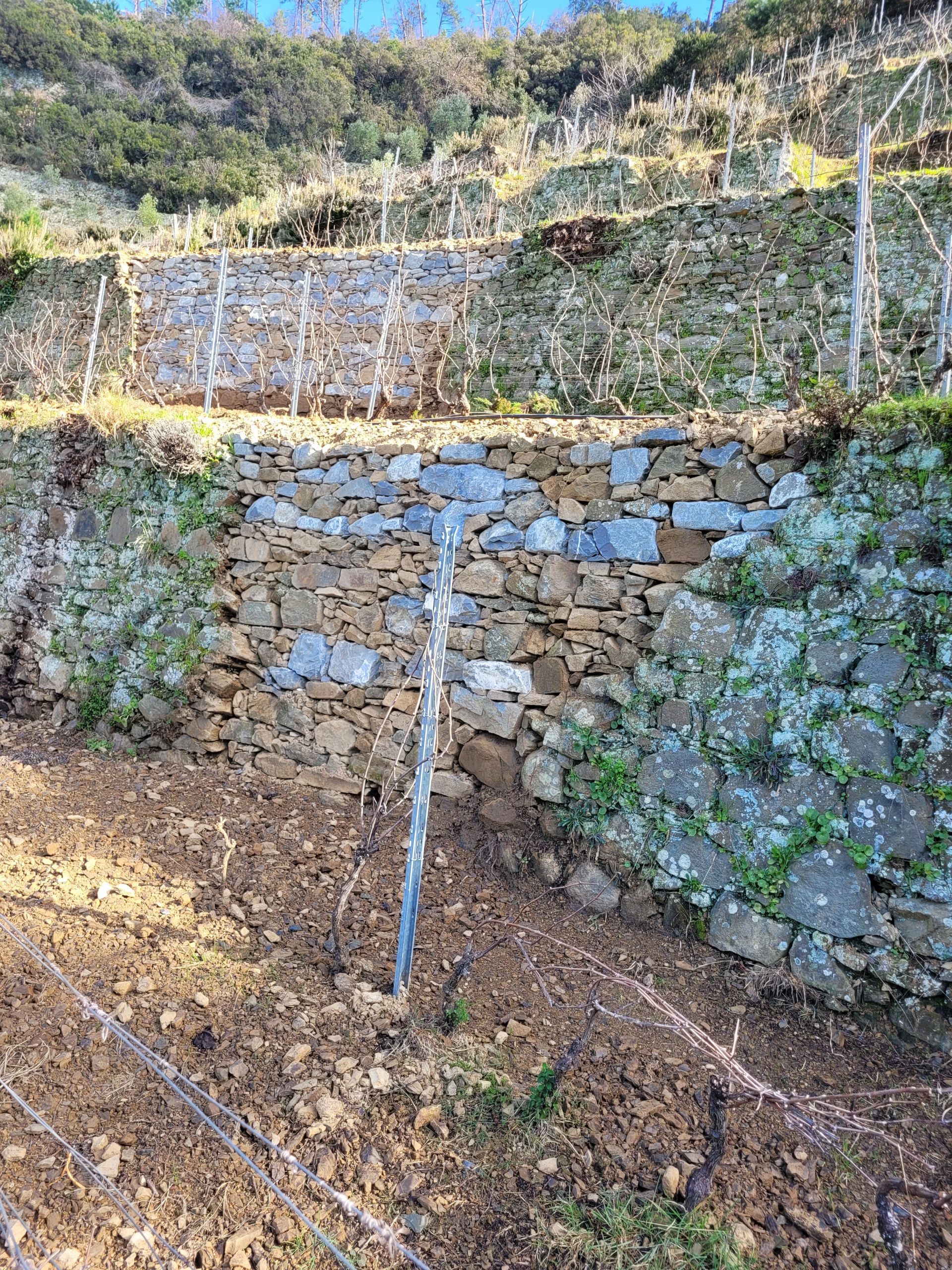 Terreno Agricolo Riomaggiore 