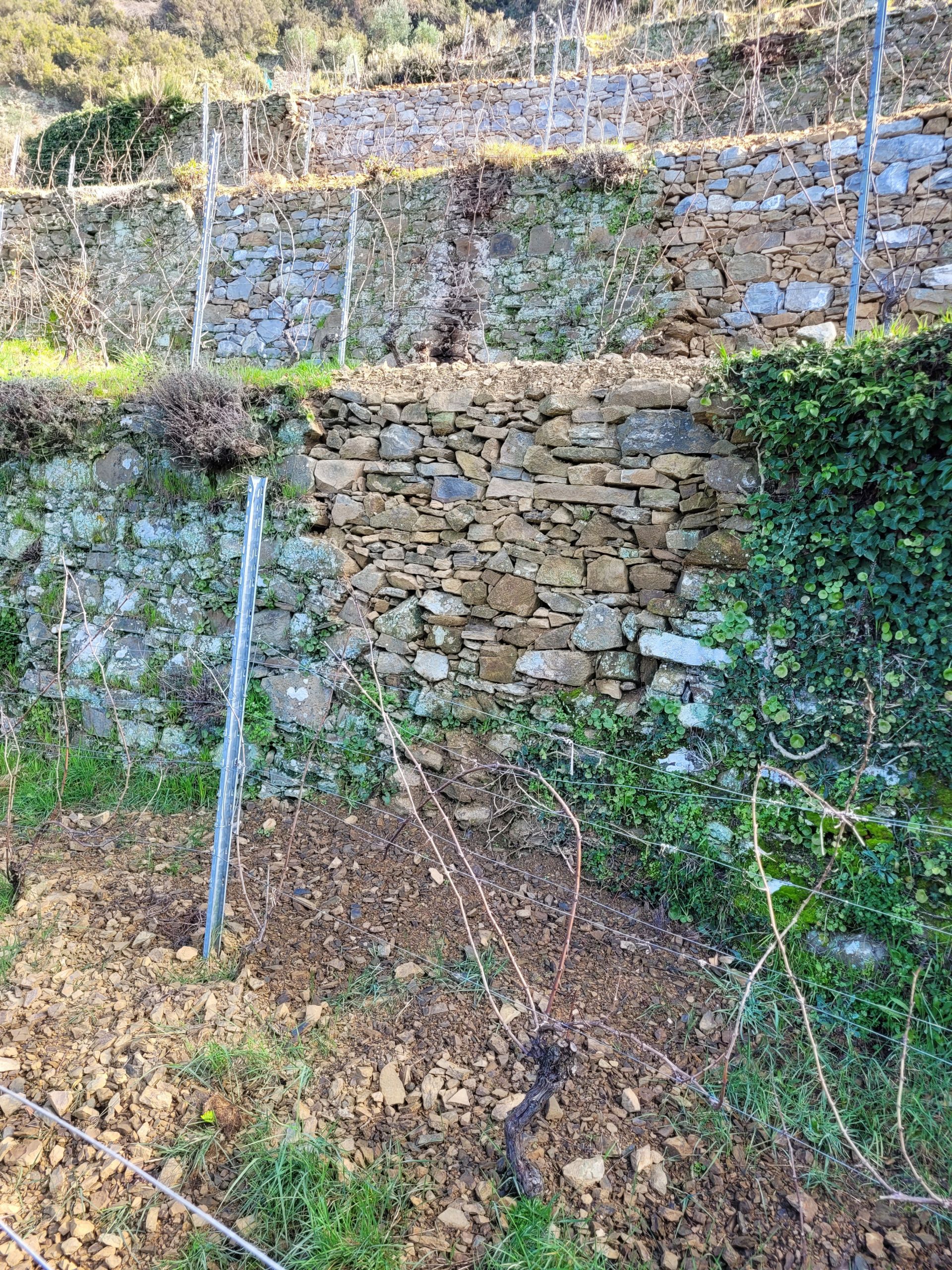 Terreno Agricolo Riomaggiore 