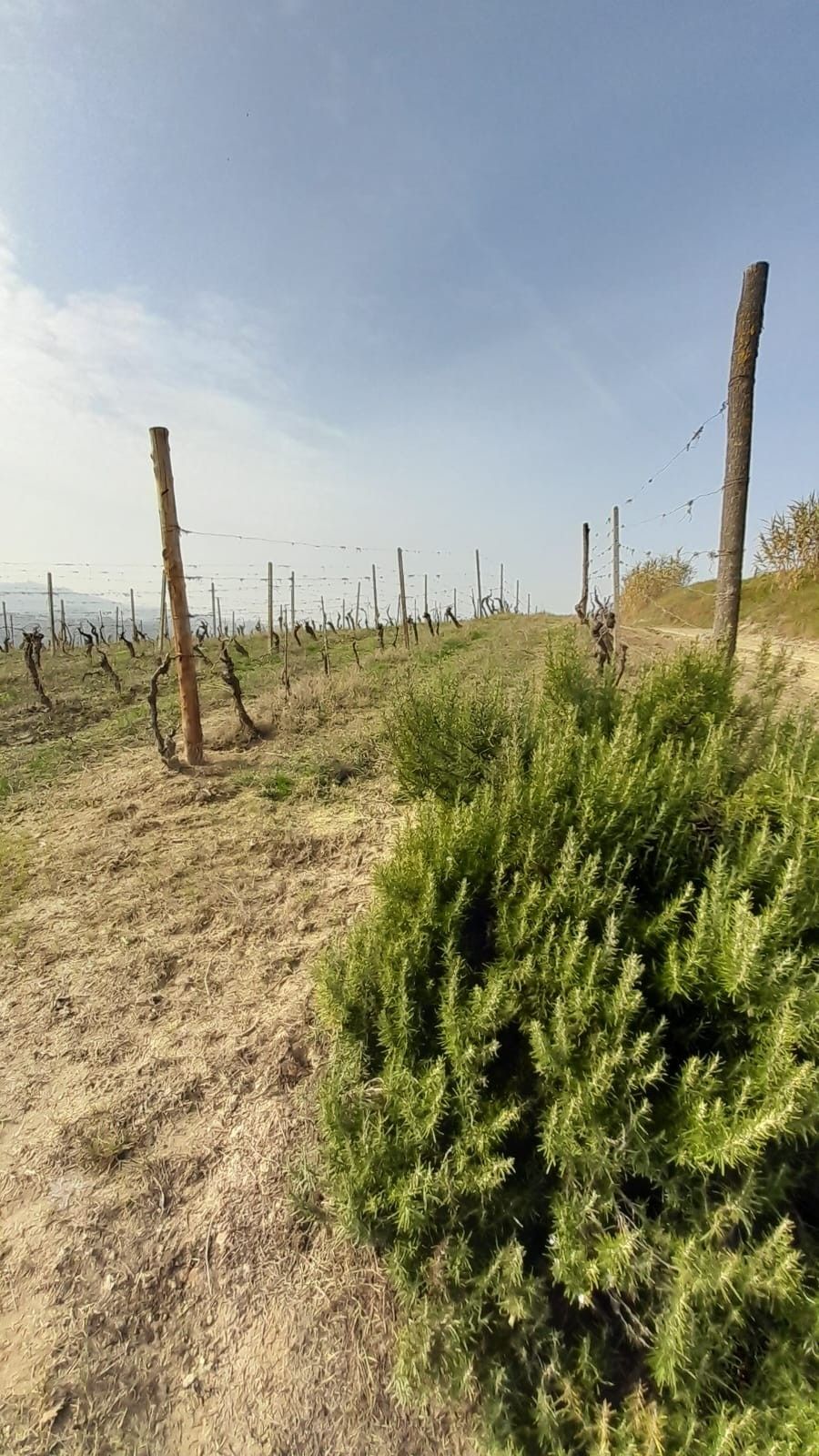 Terreno Agricolo Montemagno 