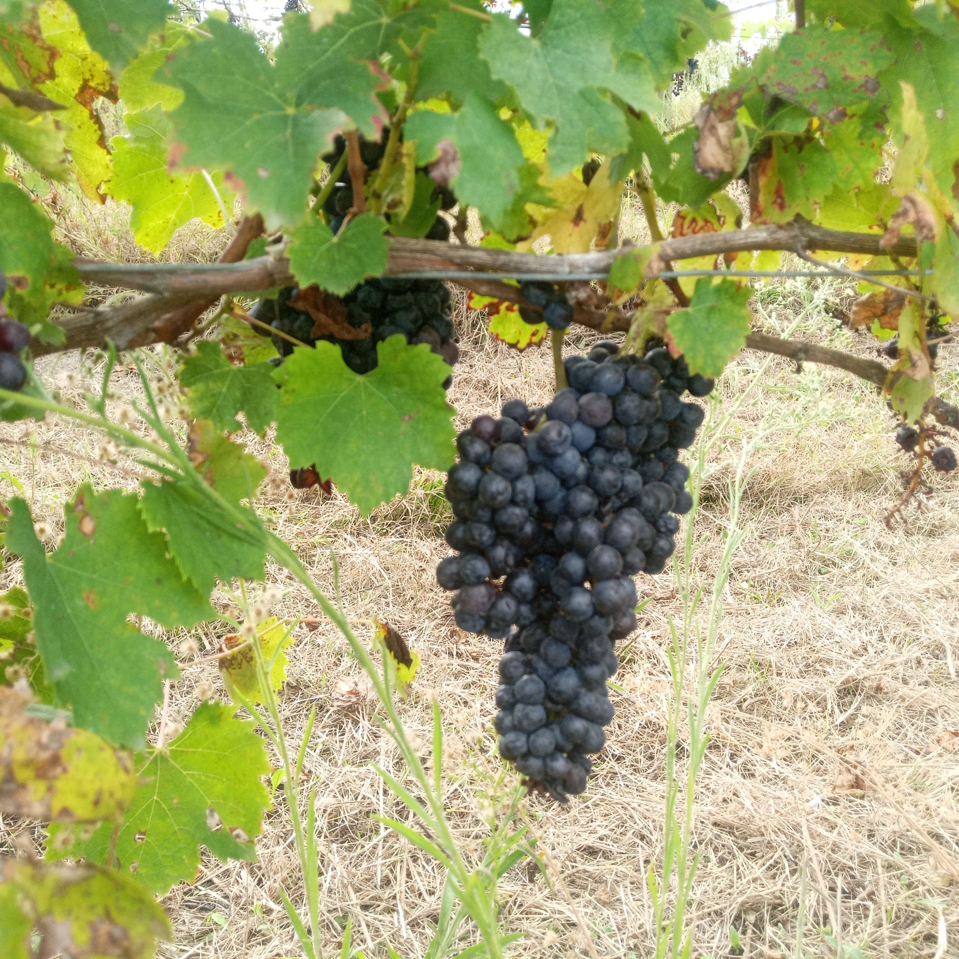 Terreno Agricolo Montemagno 