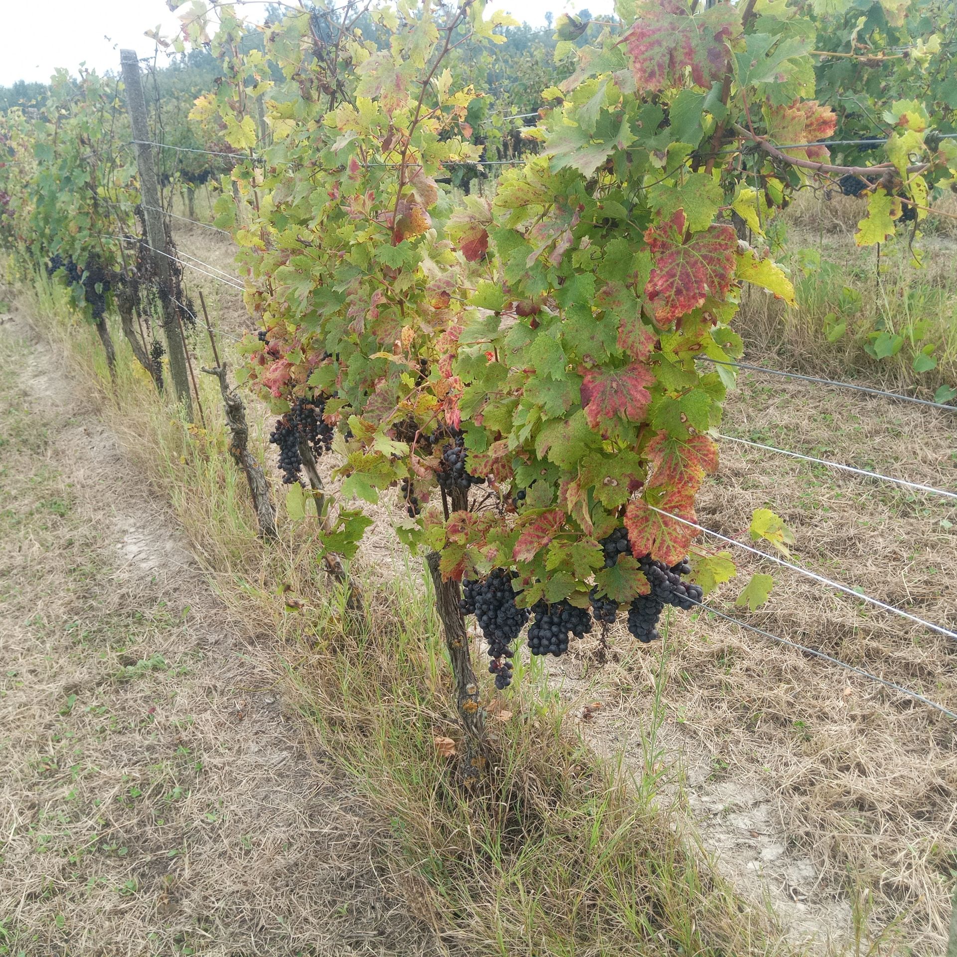 Terreno Agricolo Montemagno 