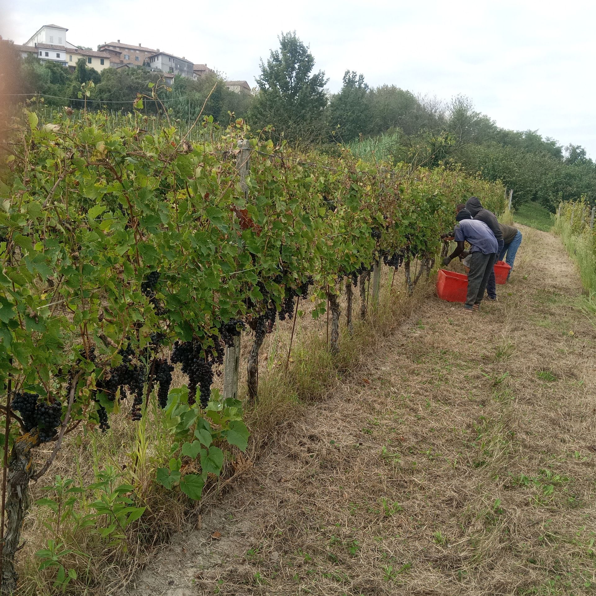 Terreno Agricolo Montemagno 