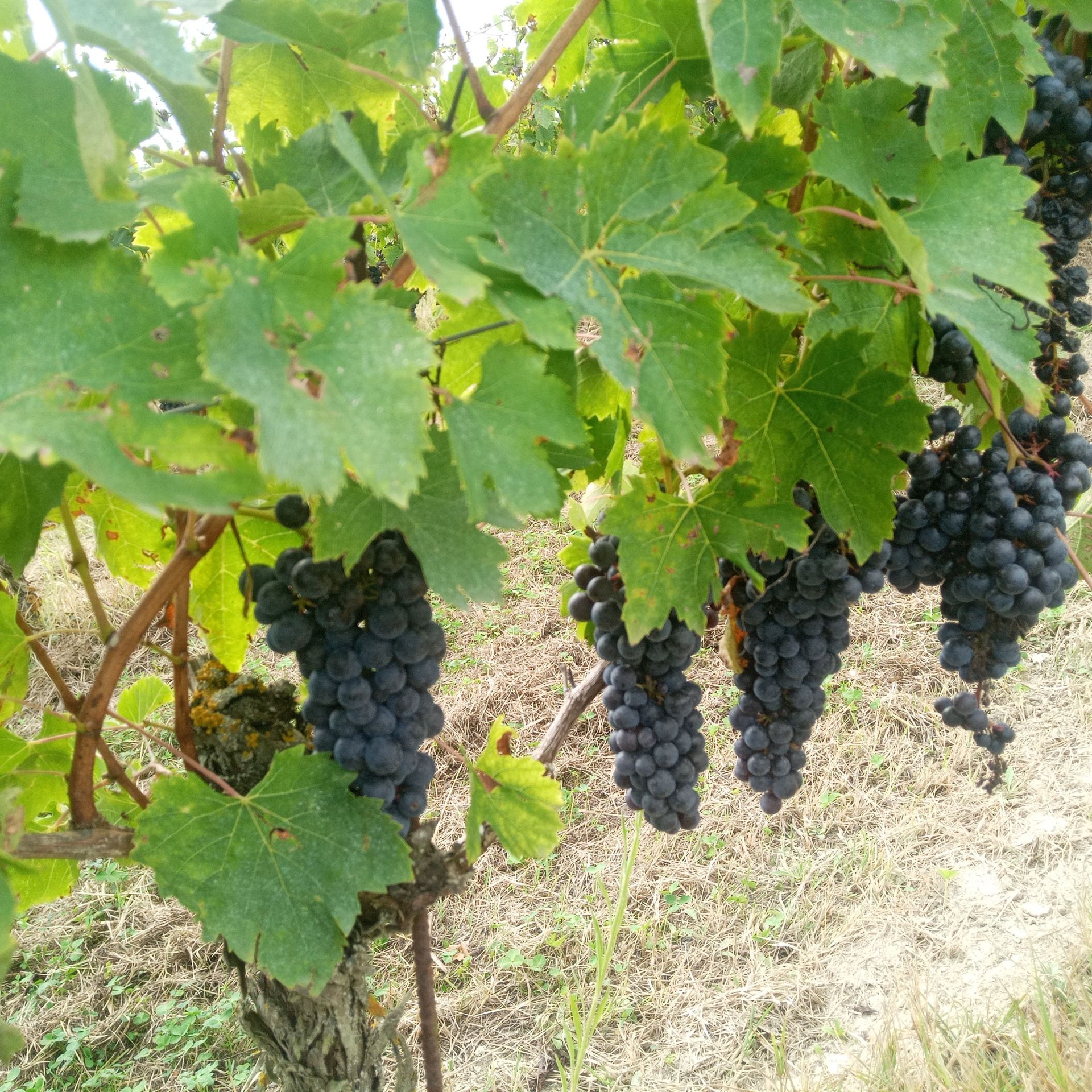 Terreno Agricolo Montemagno 