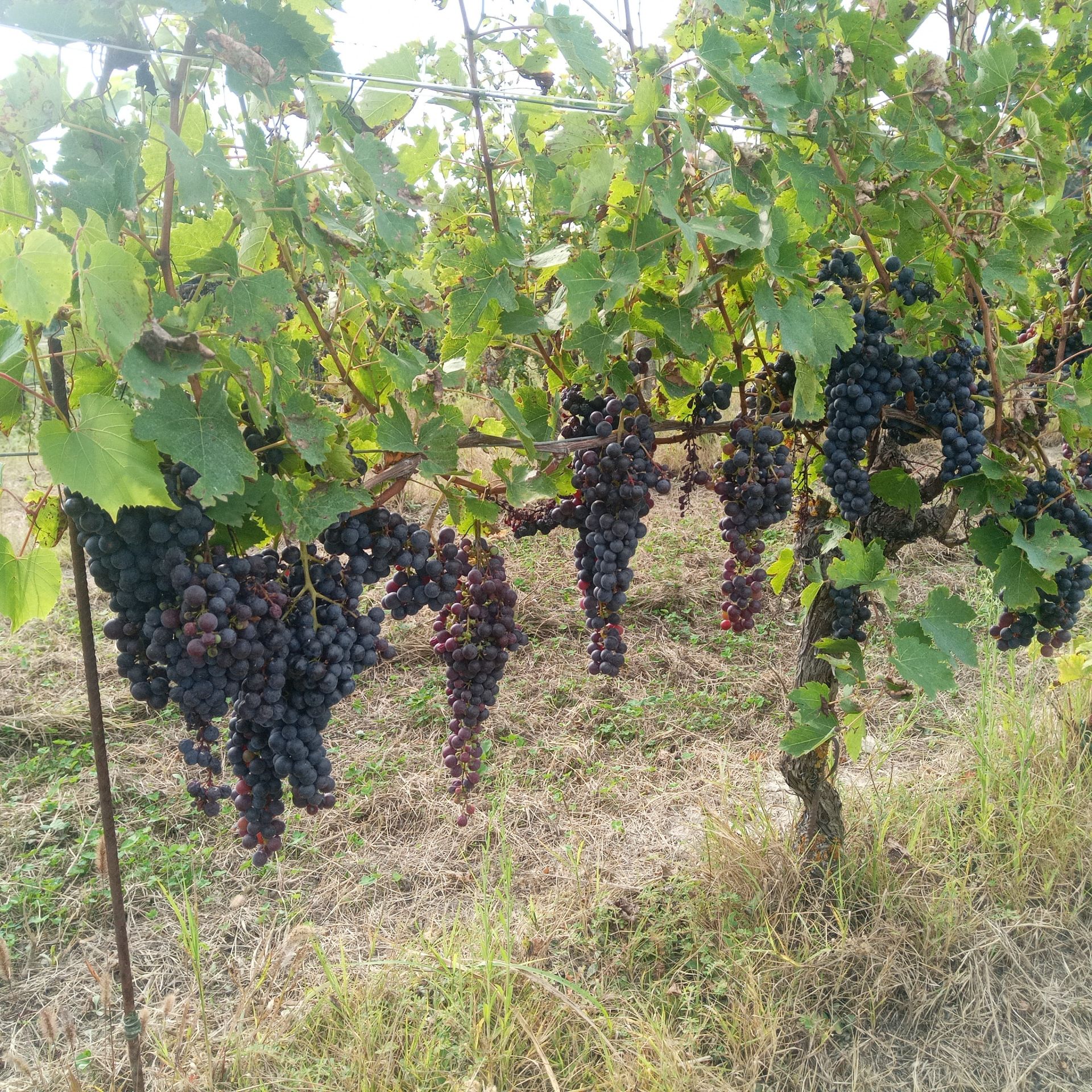 Terreno Agricolo Montemagno 