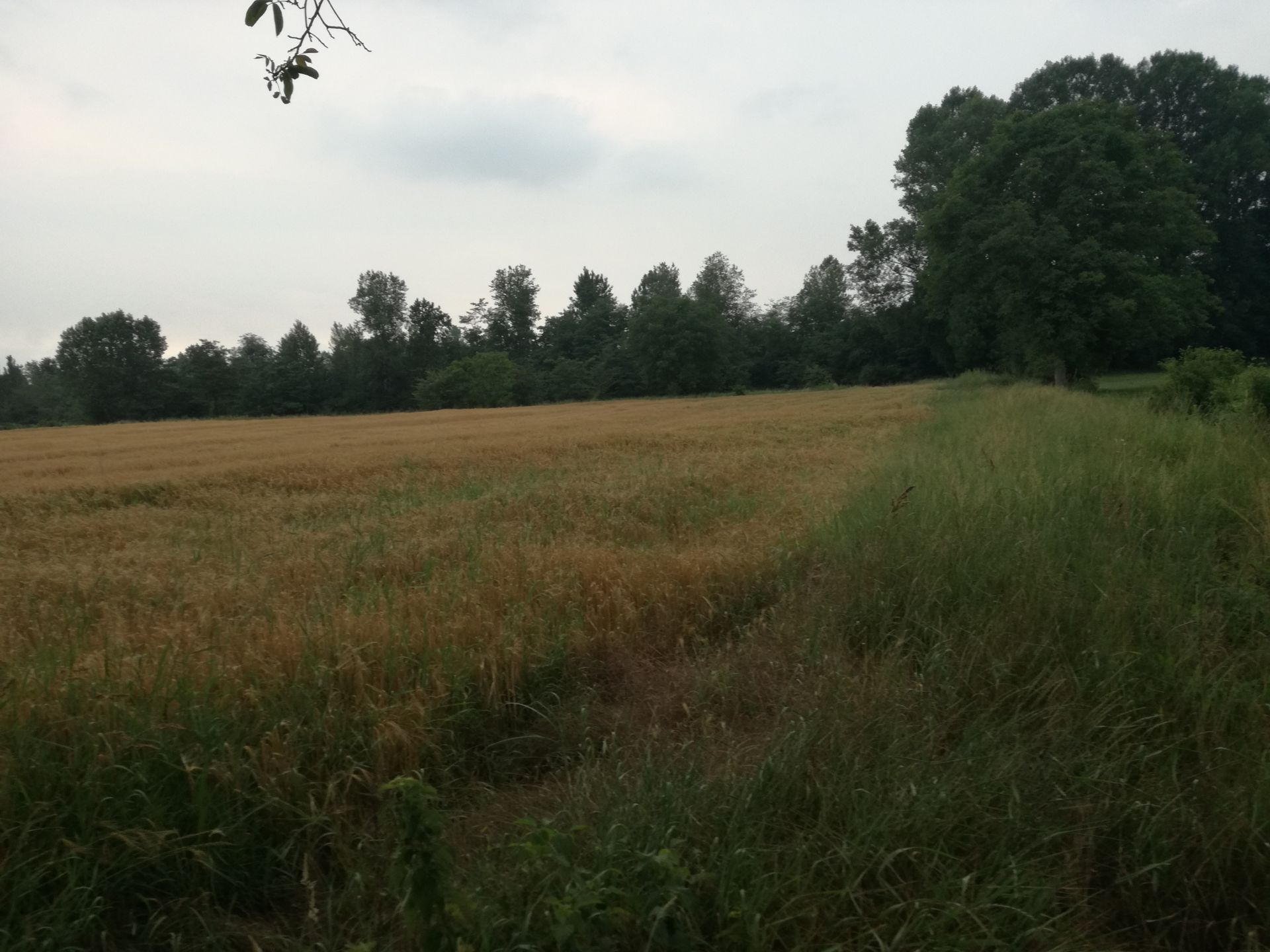 Vendita Terreno Agricolo Villafalletto