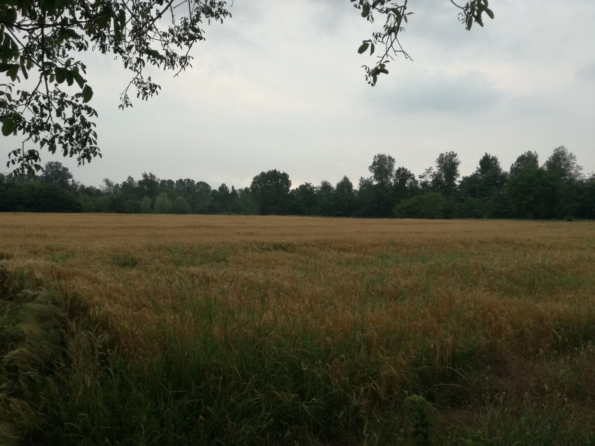 Vendita Terreno Agricolo Villafalletto