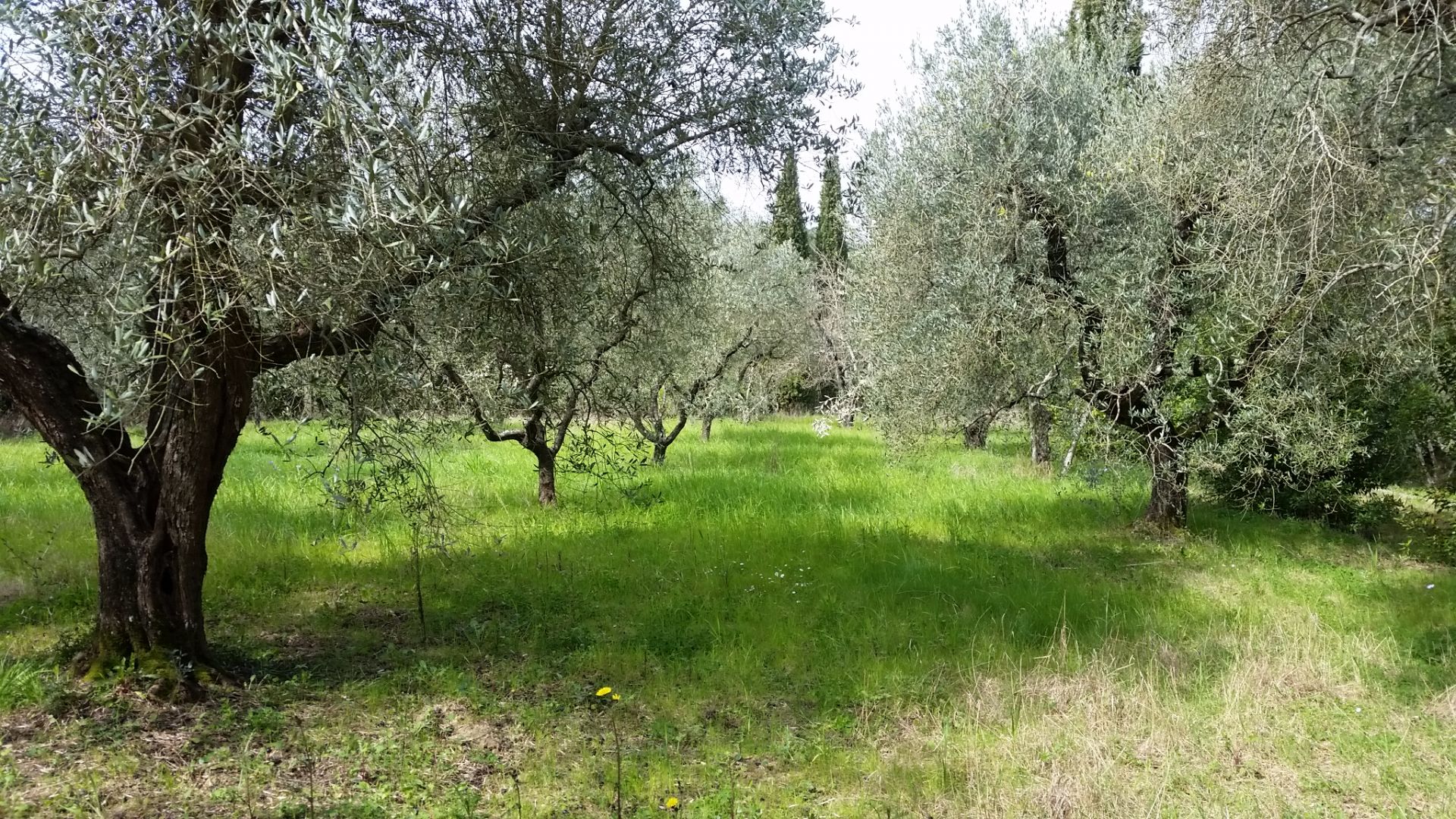 Vendita Terreno Residenziale Lari