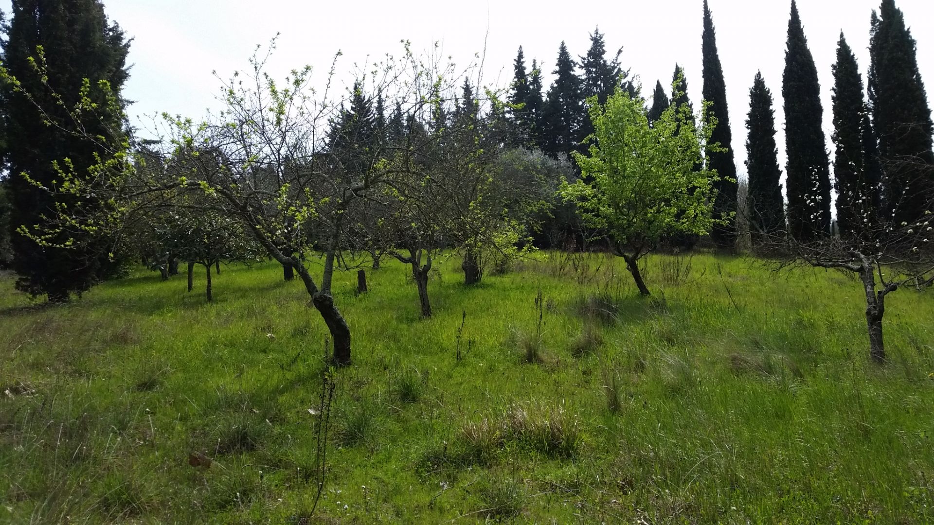 Vendita Terreno Residenziale Lari