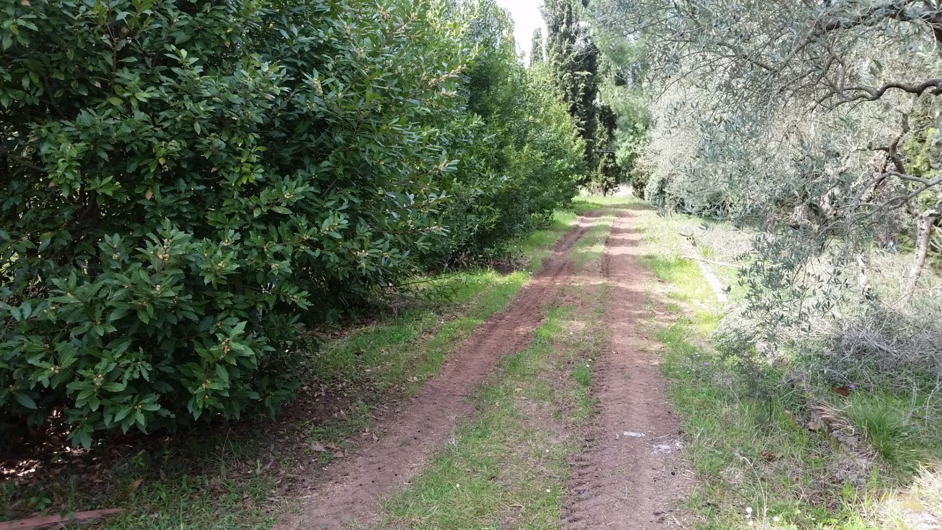 Vendita Terreno Residenziale Lari