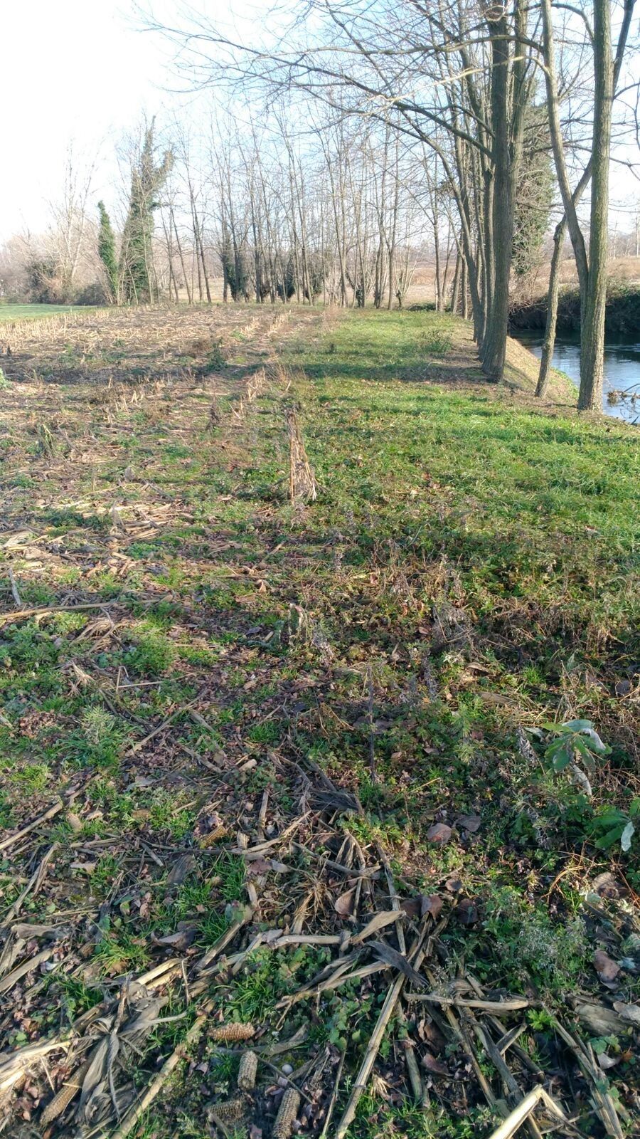 Terreno Agricolo Sesto al Reghena 