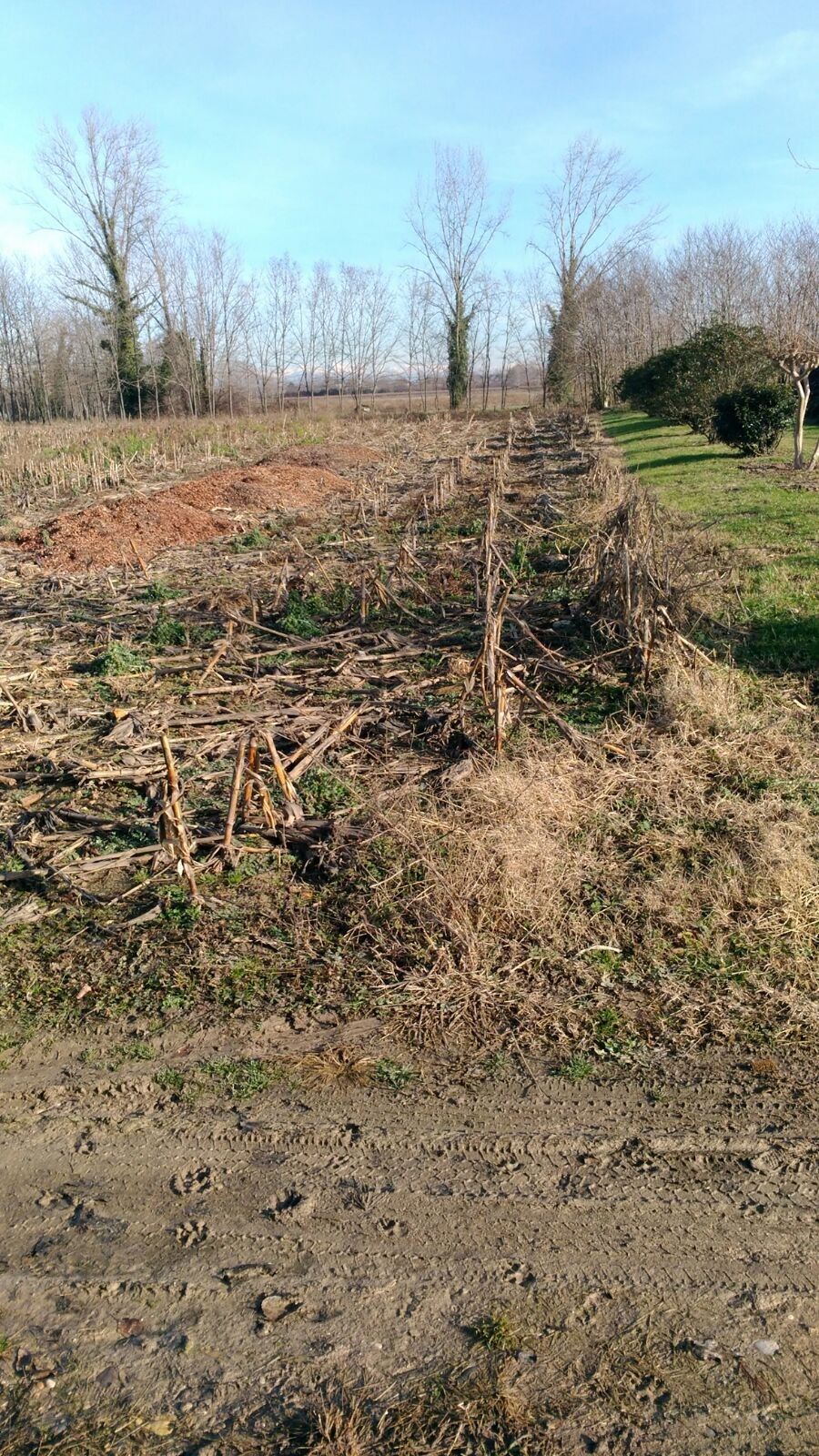 Vendita Terreno Agricolo Sesto al Reghena