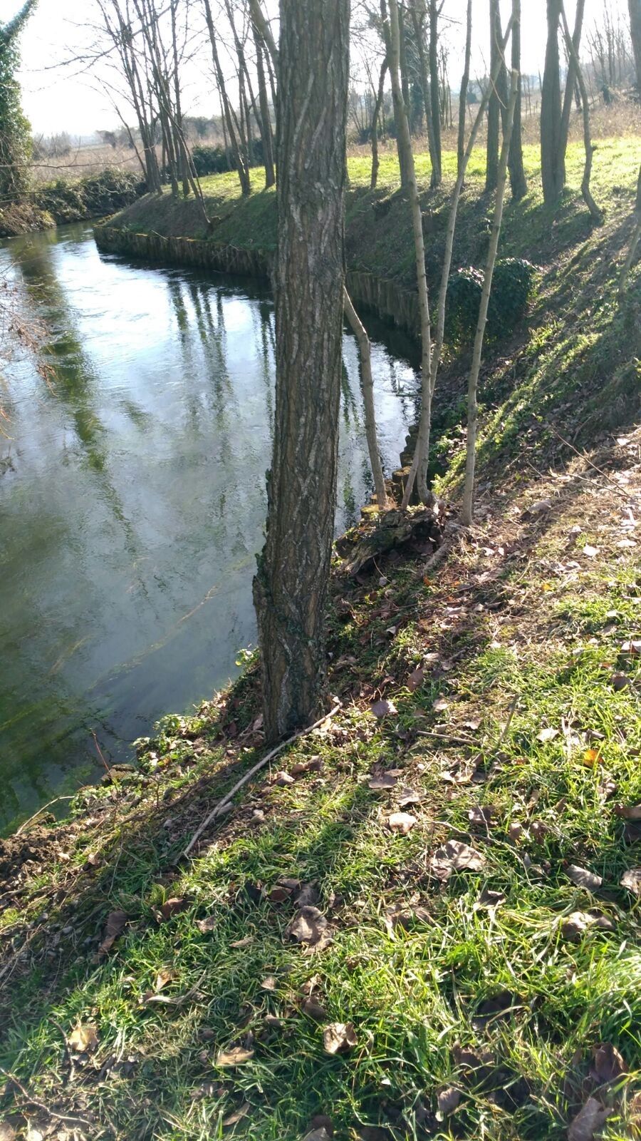 Terreno Agricolo Sesto al Reghena 