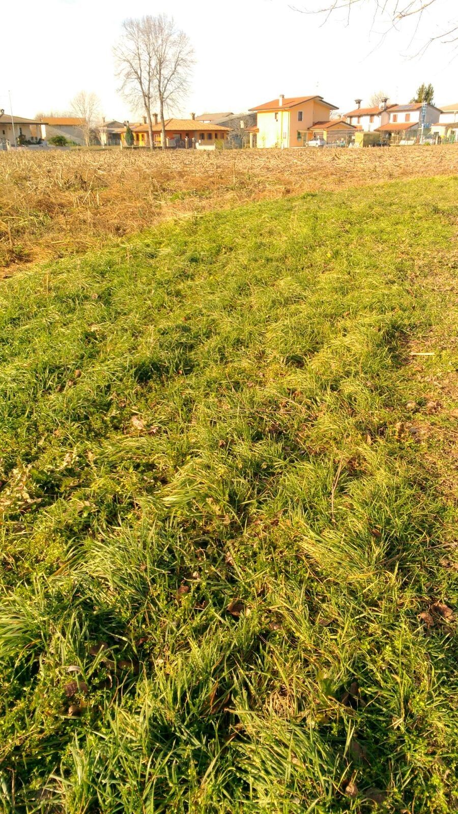 Terreno Agricolo Sesto al Reghena 