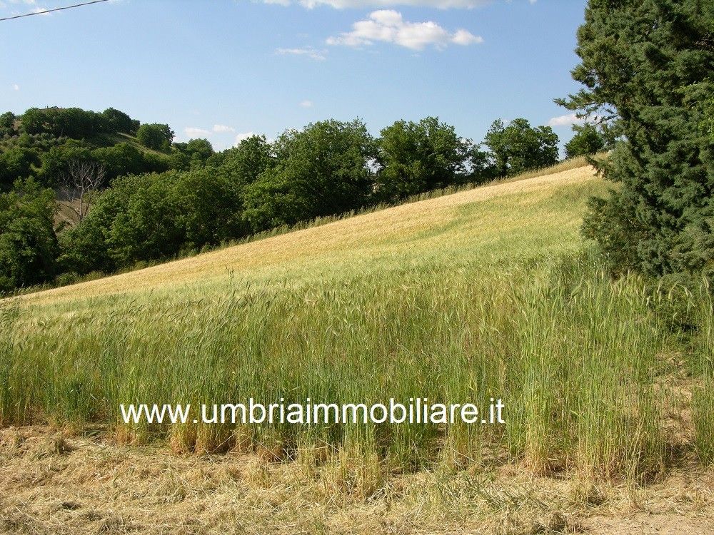 Vendita Rustico/Casale/Corte Avigliano Umbro