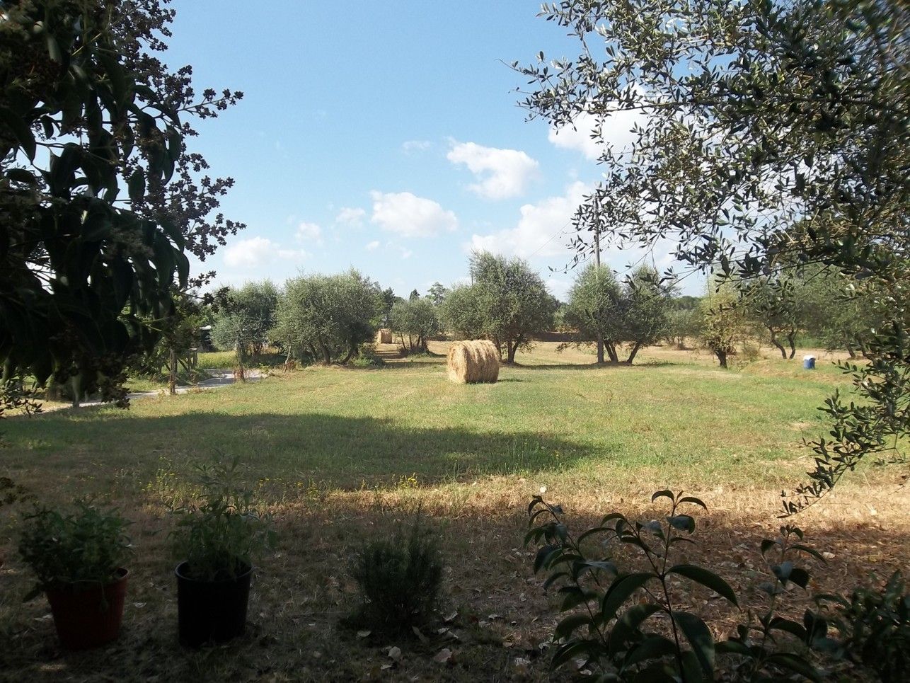 Terreno Agricolo Fucecchio 