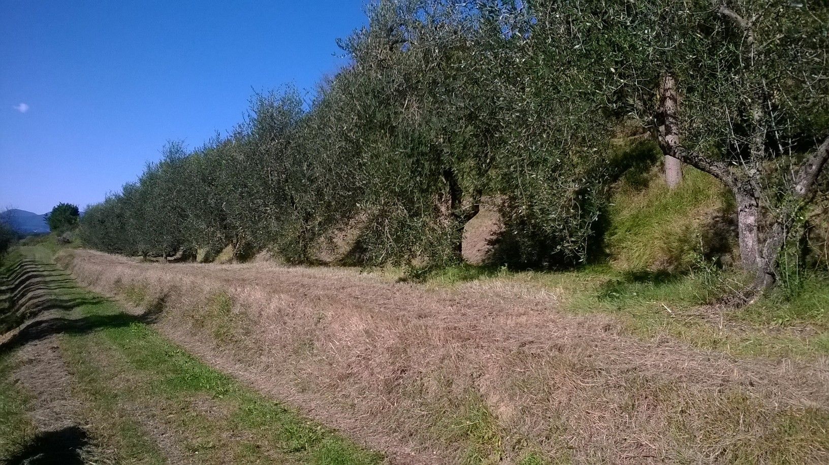 Terreno Agricolo in Vendita Capannoli