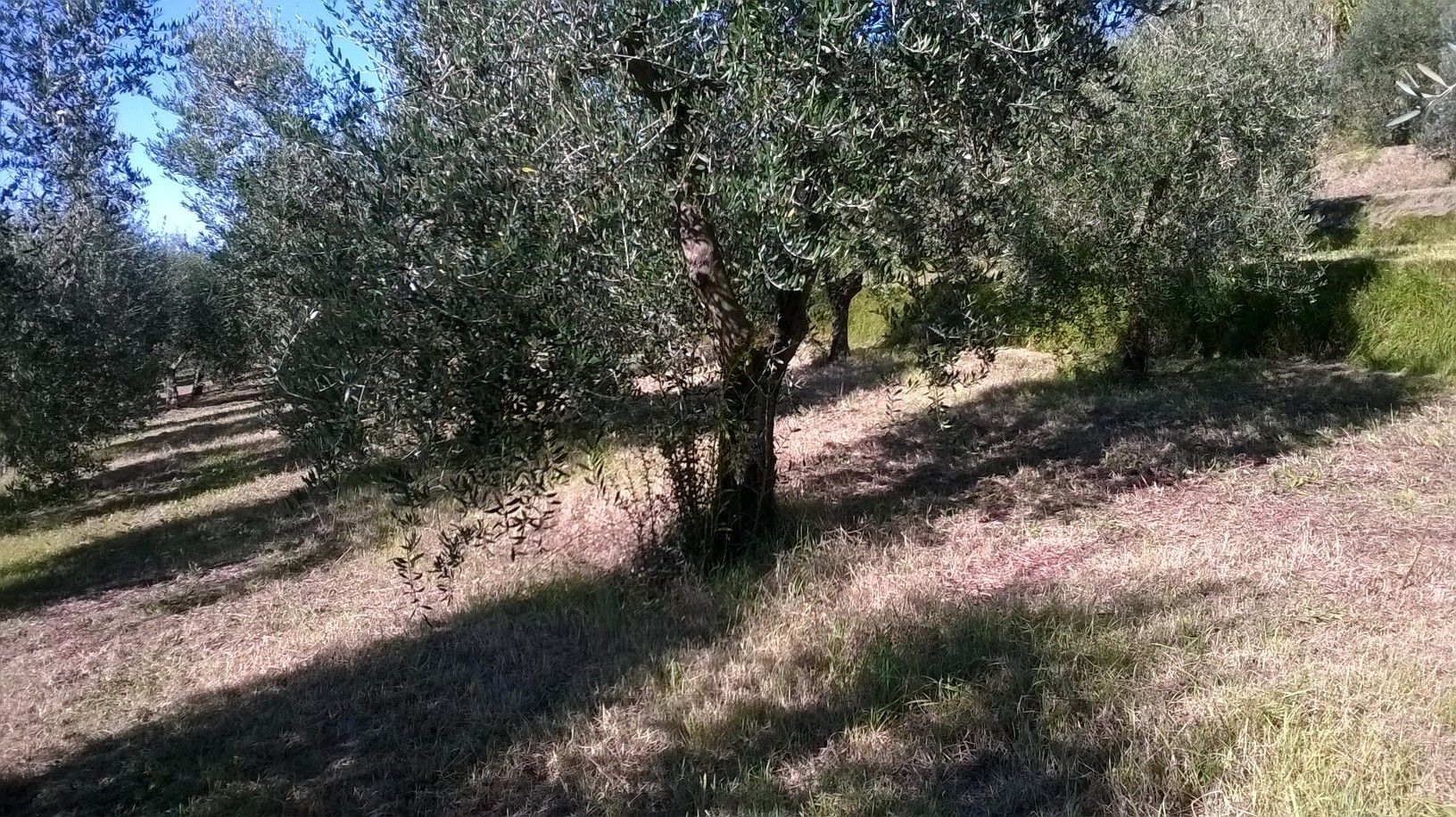 Terreno Agricolo Capannoli 