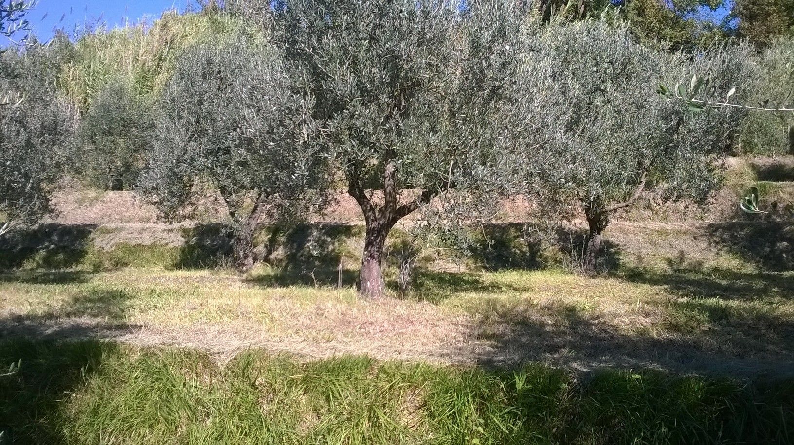 Terreno Agricolo Capannoli 