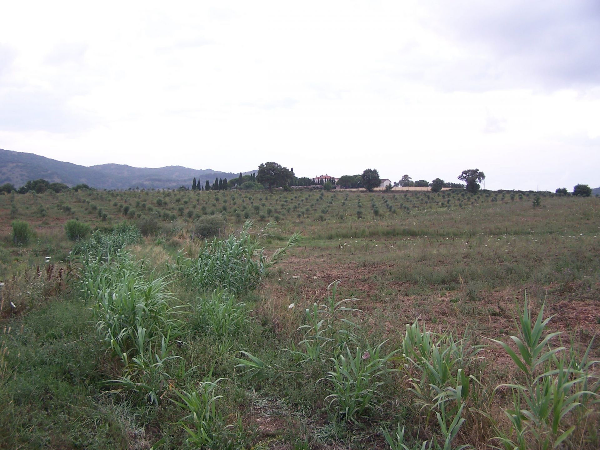 Terreno Agricolo Capalbio 